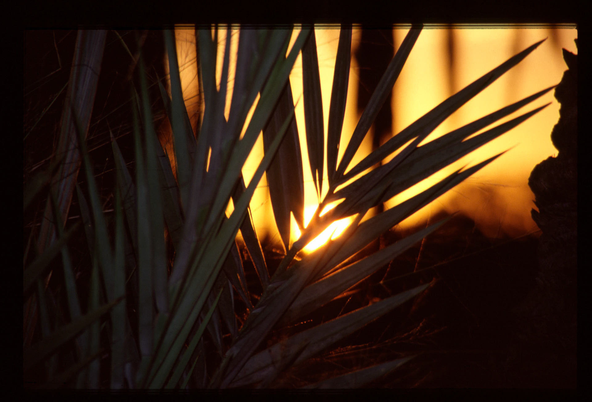 Palm tree leaves with setting sun in the background