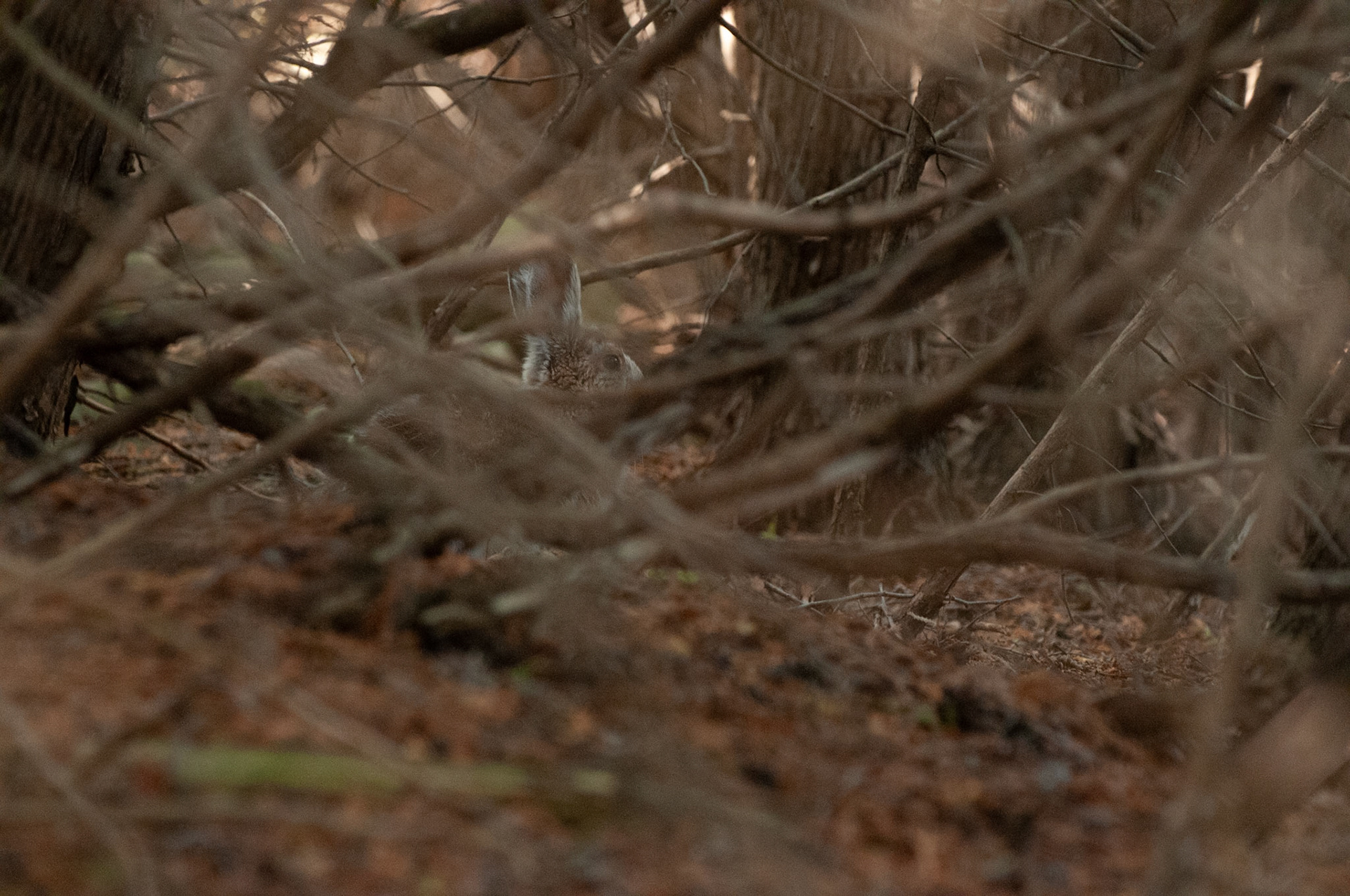 Showshoe Hare in the woods.
