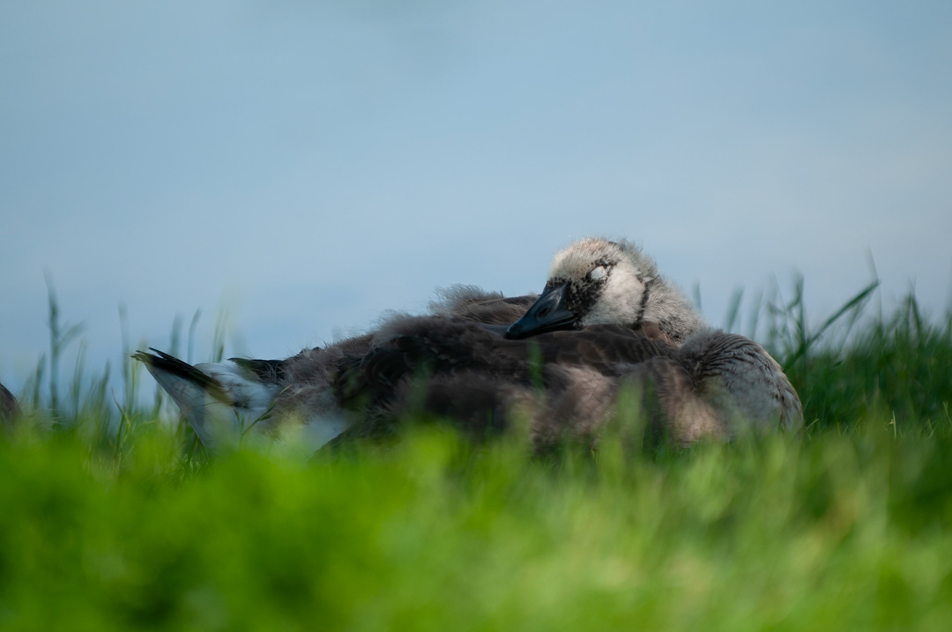 Baby canada goose (gosling) resting in grass near water.