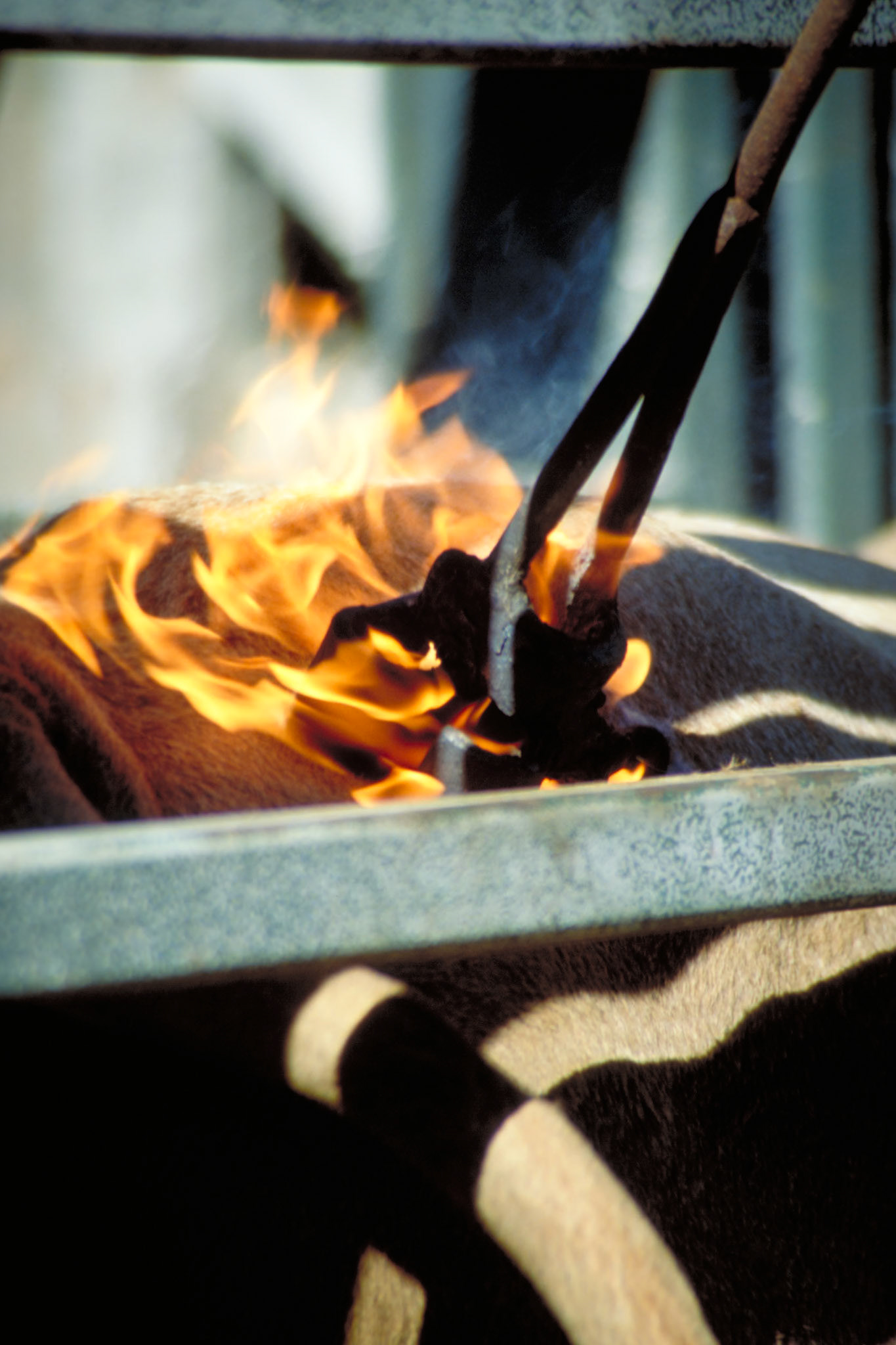 Hot Iron marking a Cattle