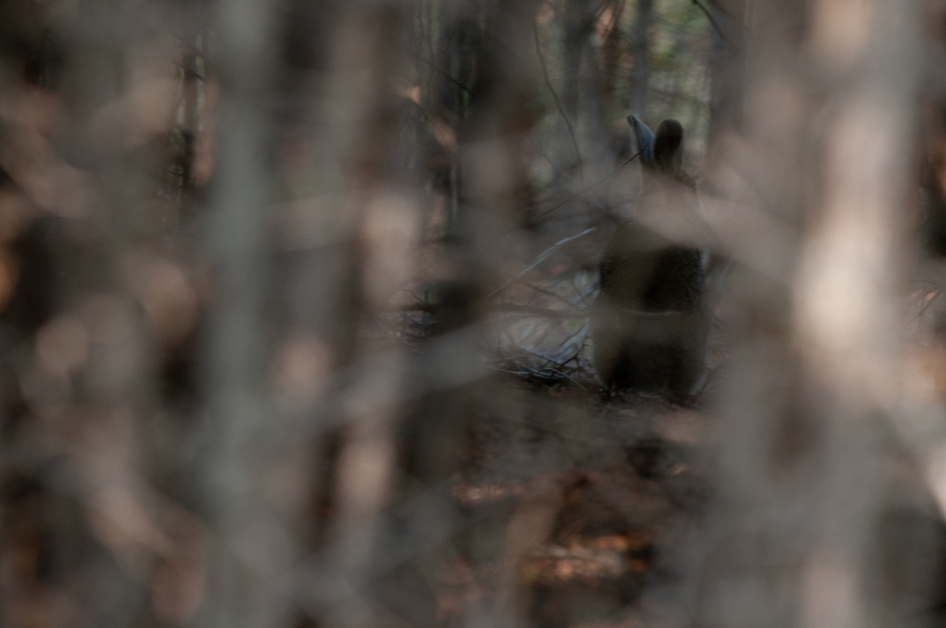 Showshoe Hare in the woods.