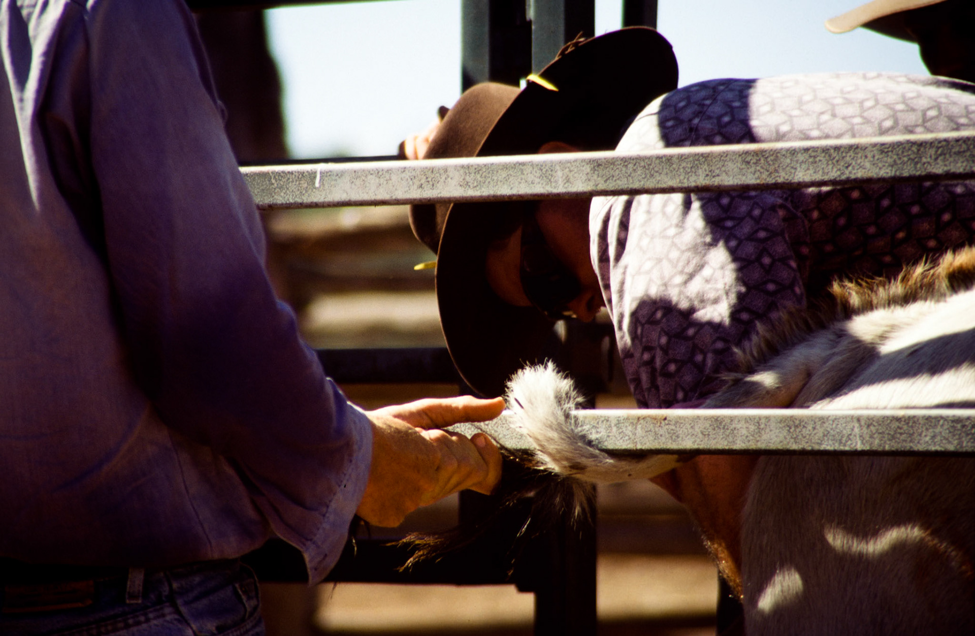 Man castrating a cattle while the other is holding it by the tail.