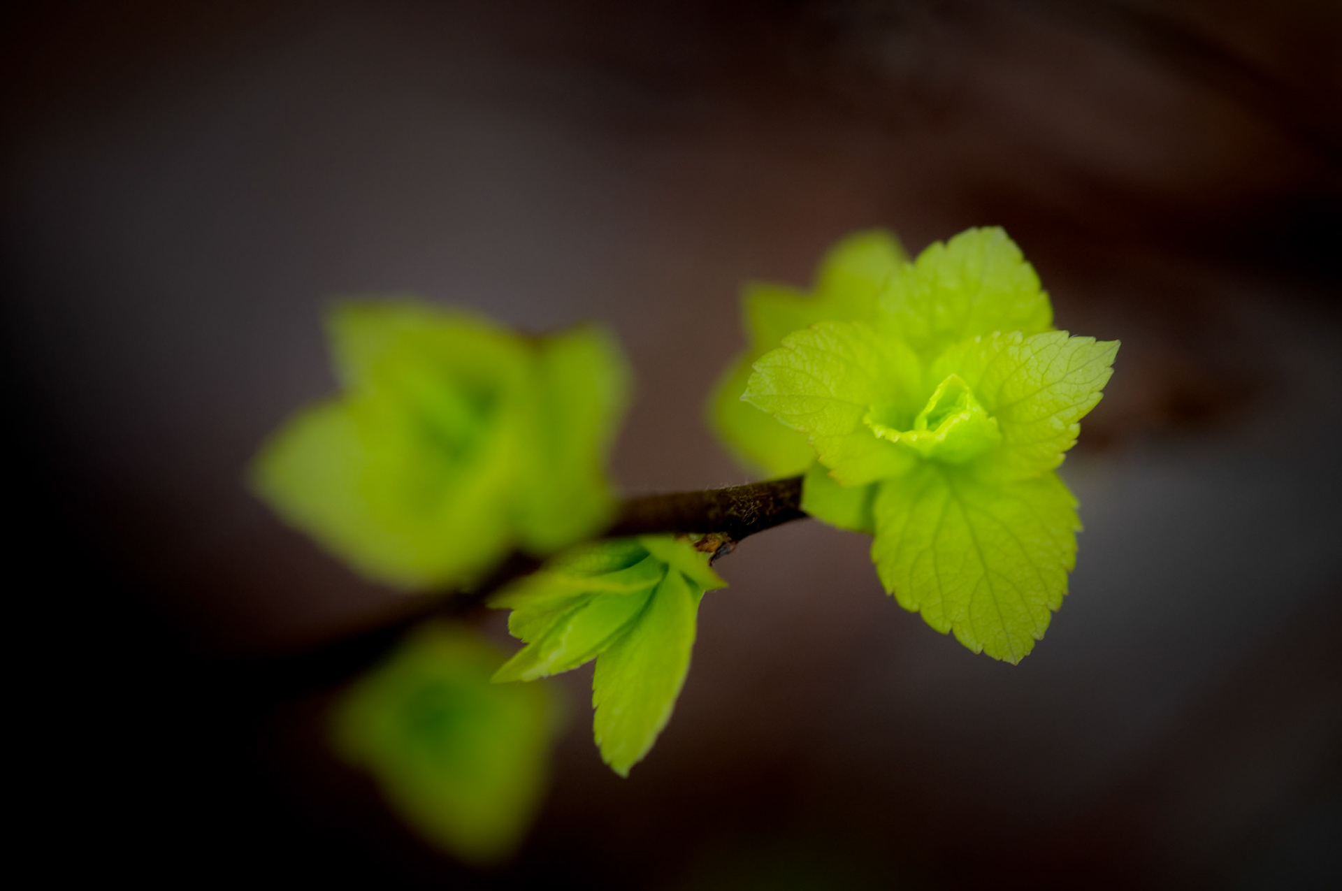 Image of green leafs emerging from the bud in the spring.