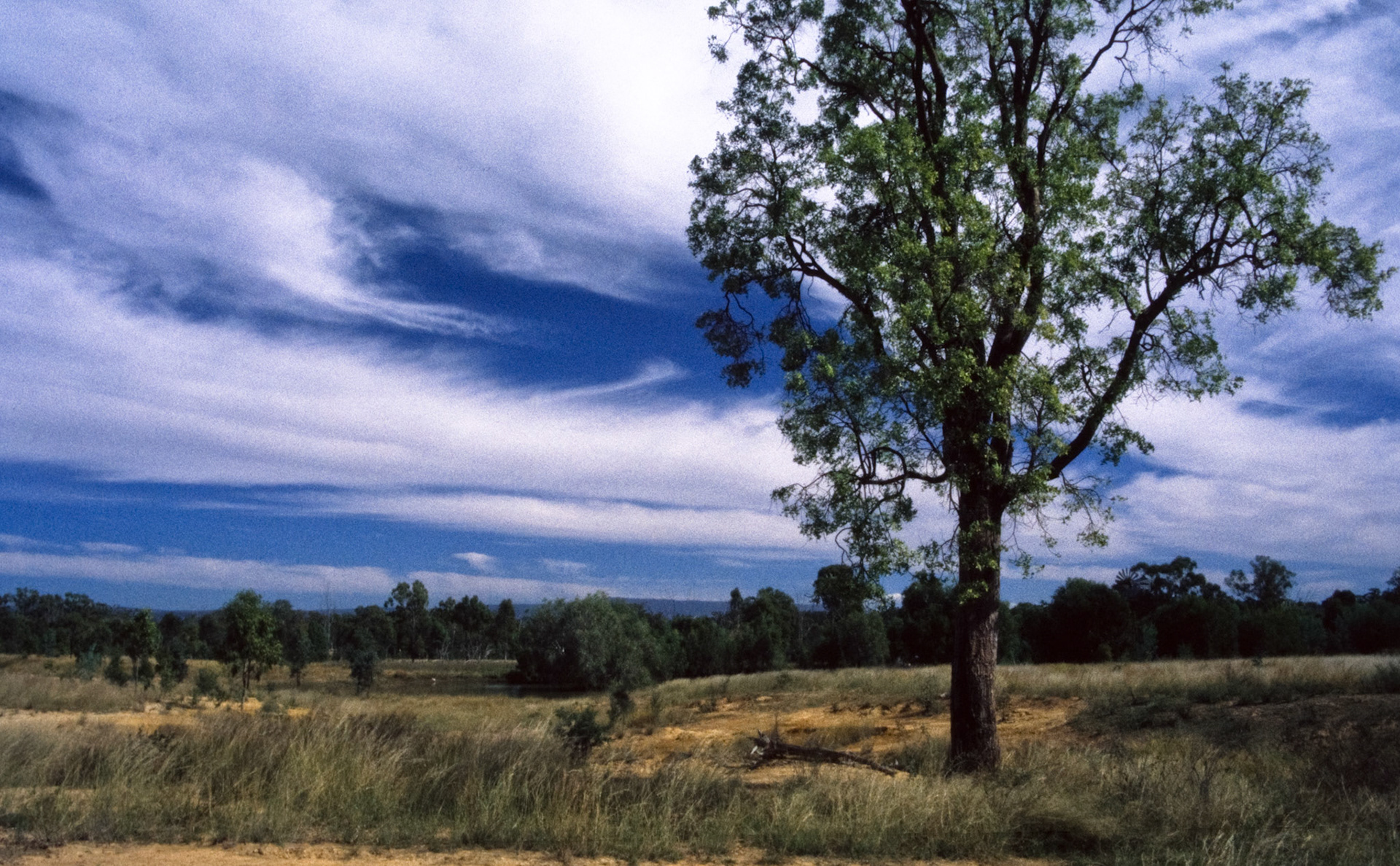 Tree in pasture