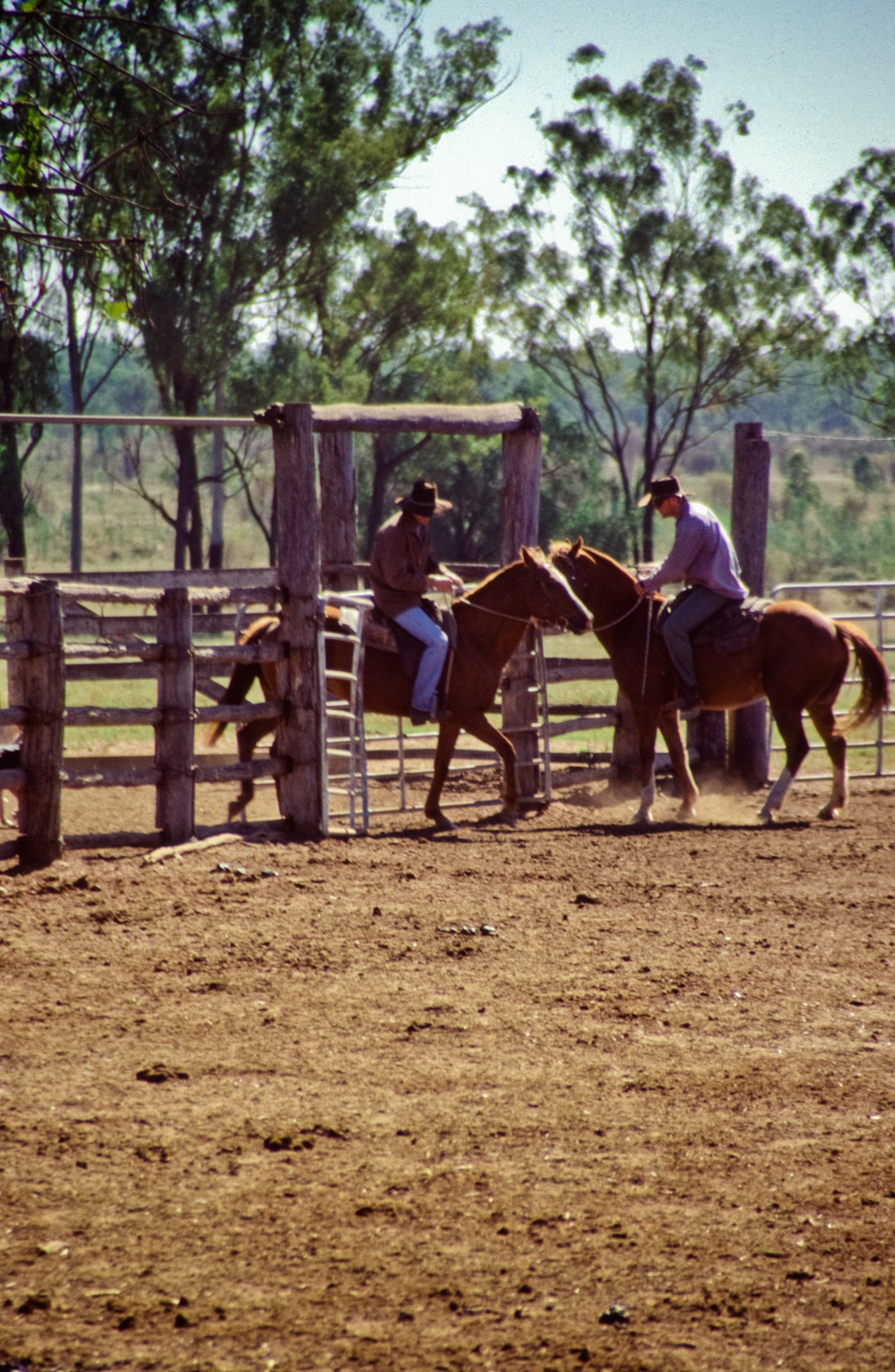 Stockmen on horses with dogs, preparing to muster cattles