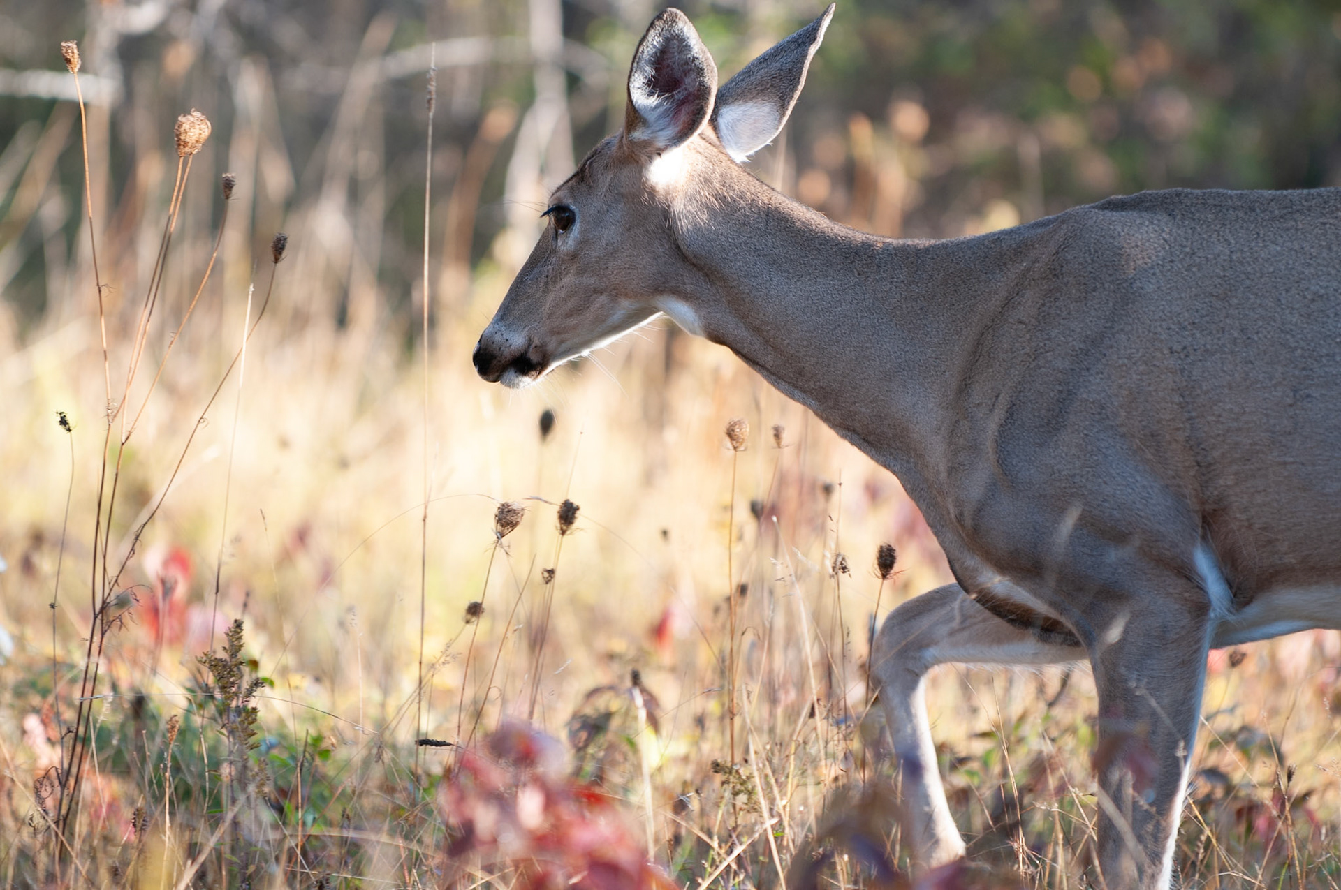 Female whitetail deer walking across the camera. Image taken in the fall, in Ottawa, Canada.