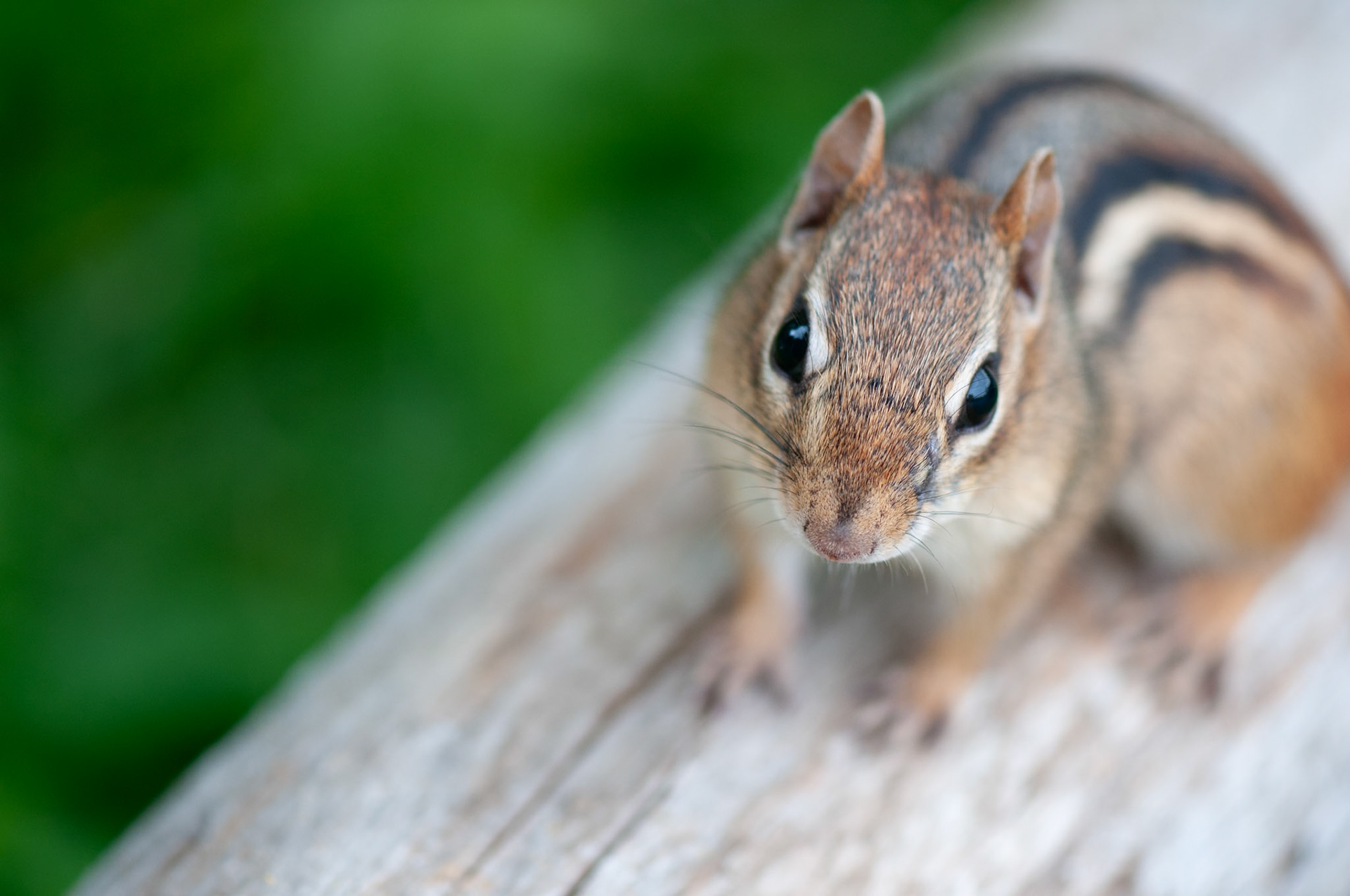 Close-up of a chipmunk on a log. He looks like he wants to have a conversation with you...