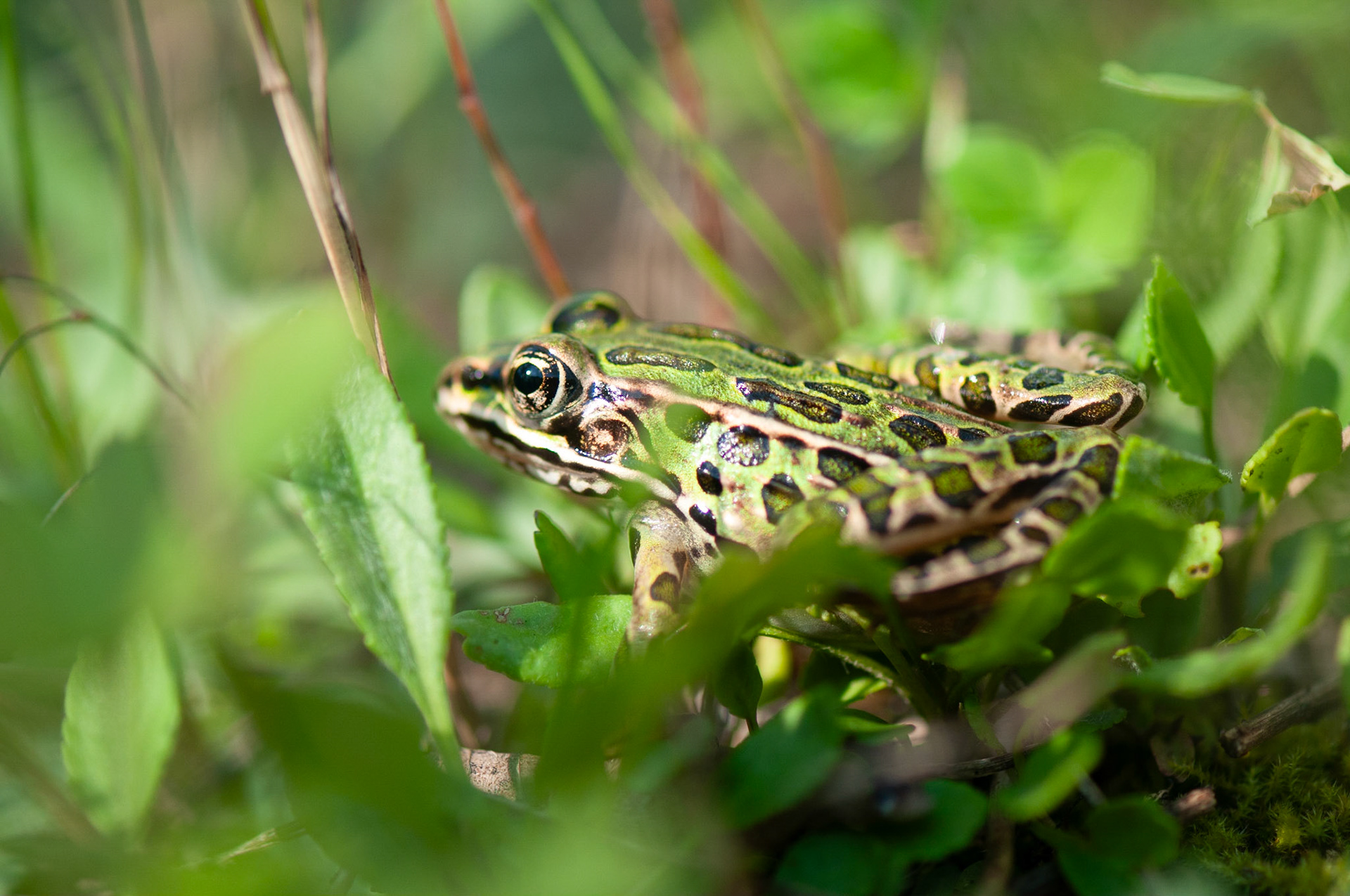 Image of a small green leopard frog standing in grass.