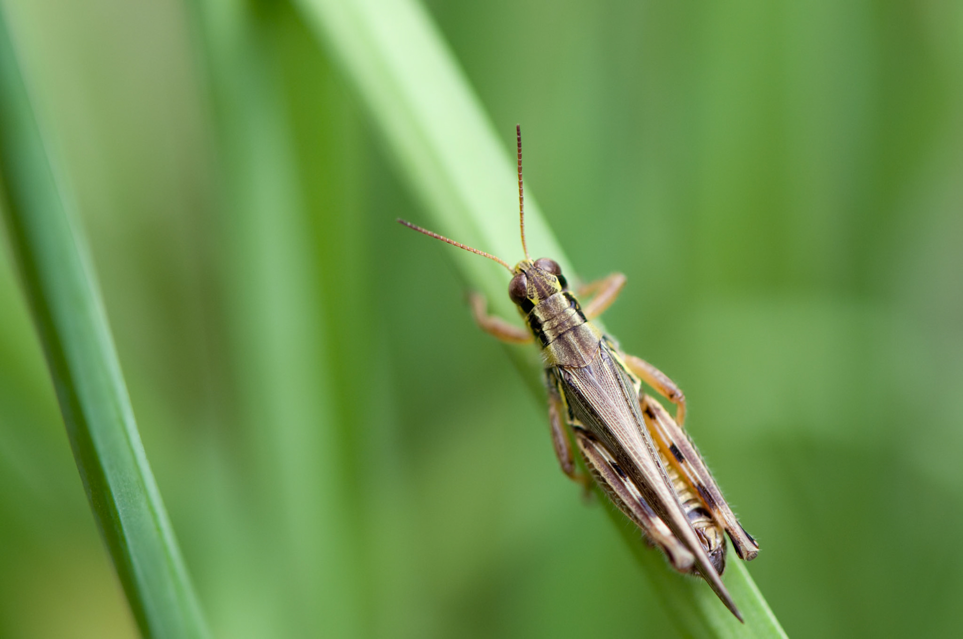 Red-Legged Grasshopper standing on a blade of grass. Background is nicely out of focus.