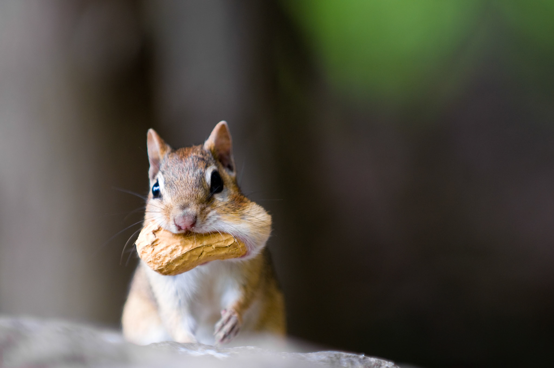 Chipmunk with peanut in his mouth. Stashing away food for the winter.