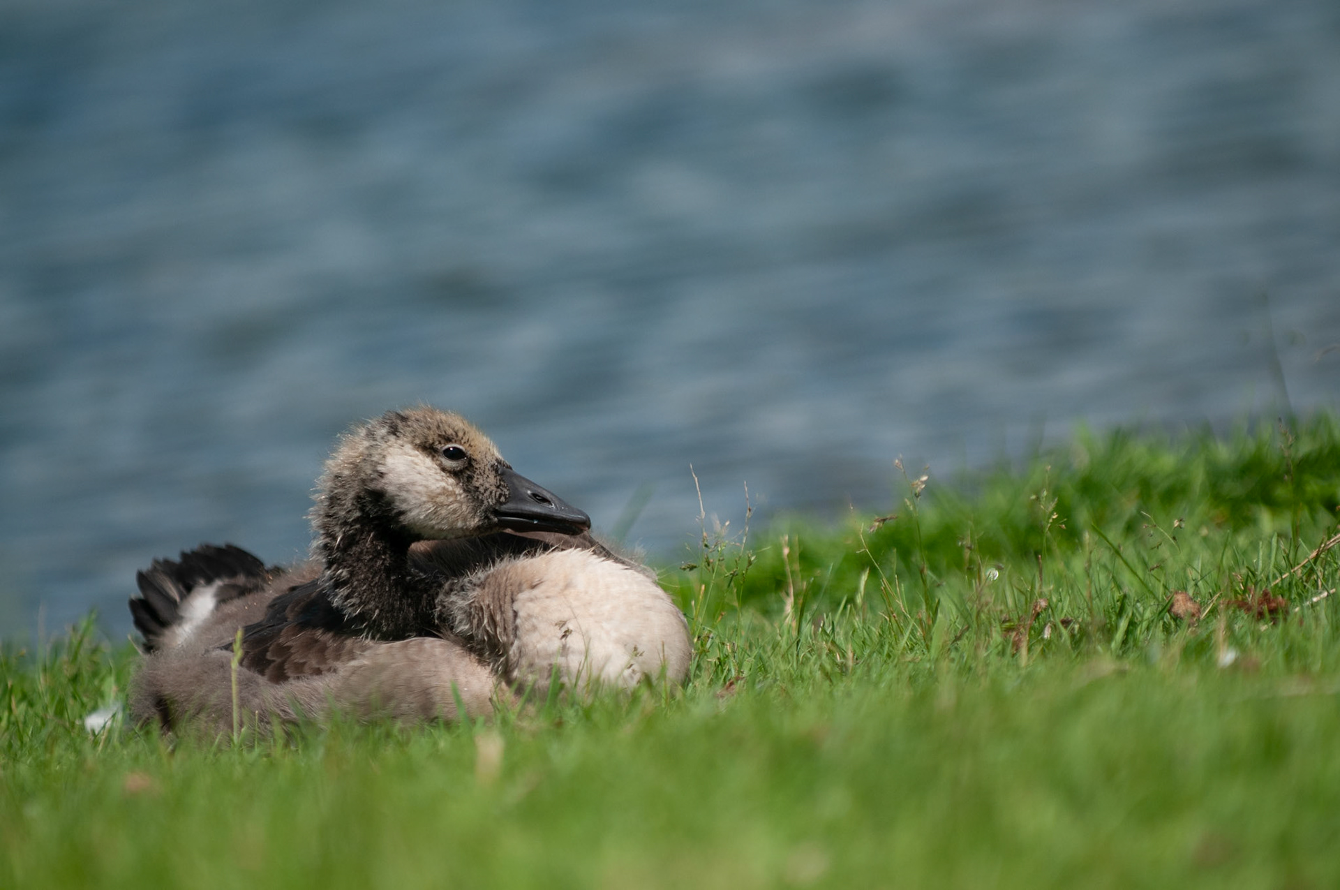 Baby canada goose (gosling) resting in grass near water.