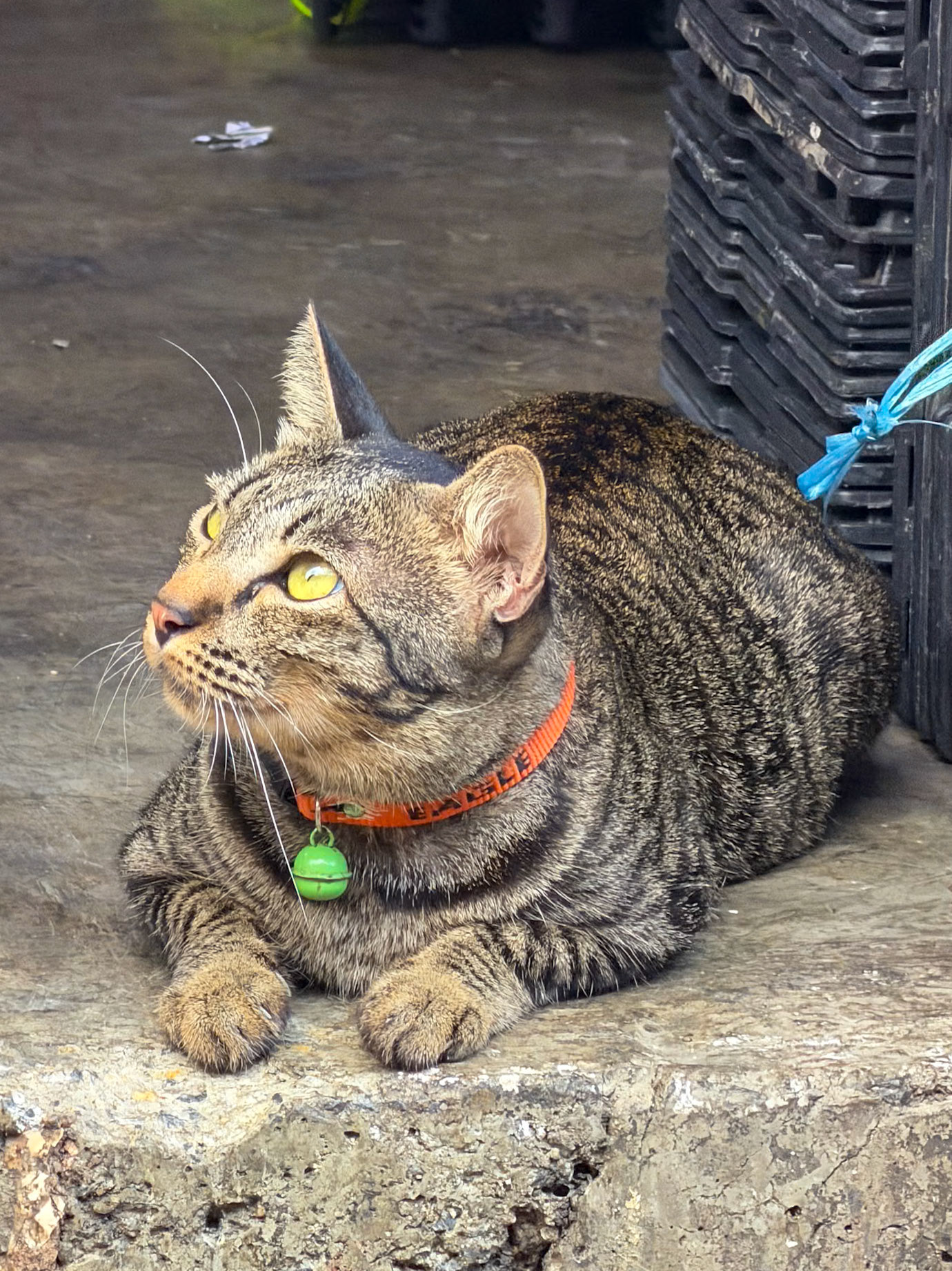 Cats of Bangkok series #3