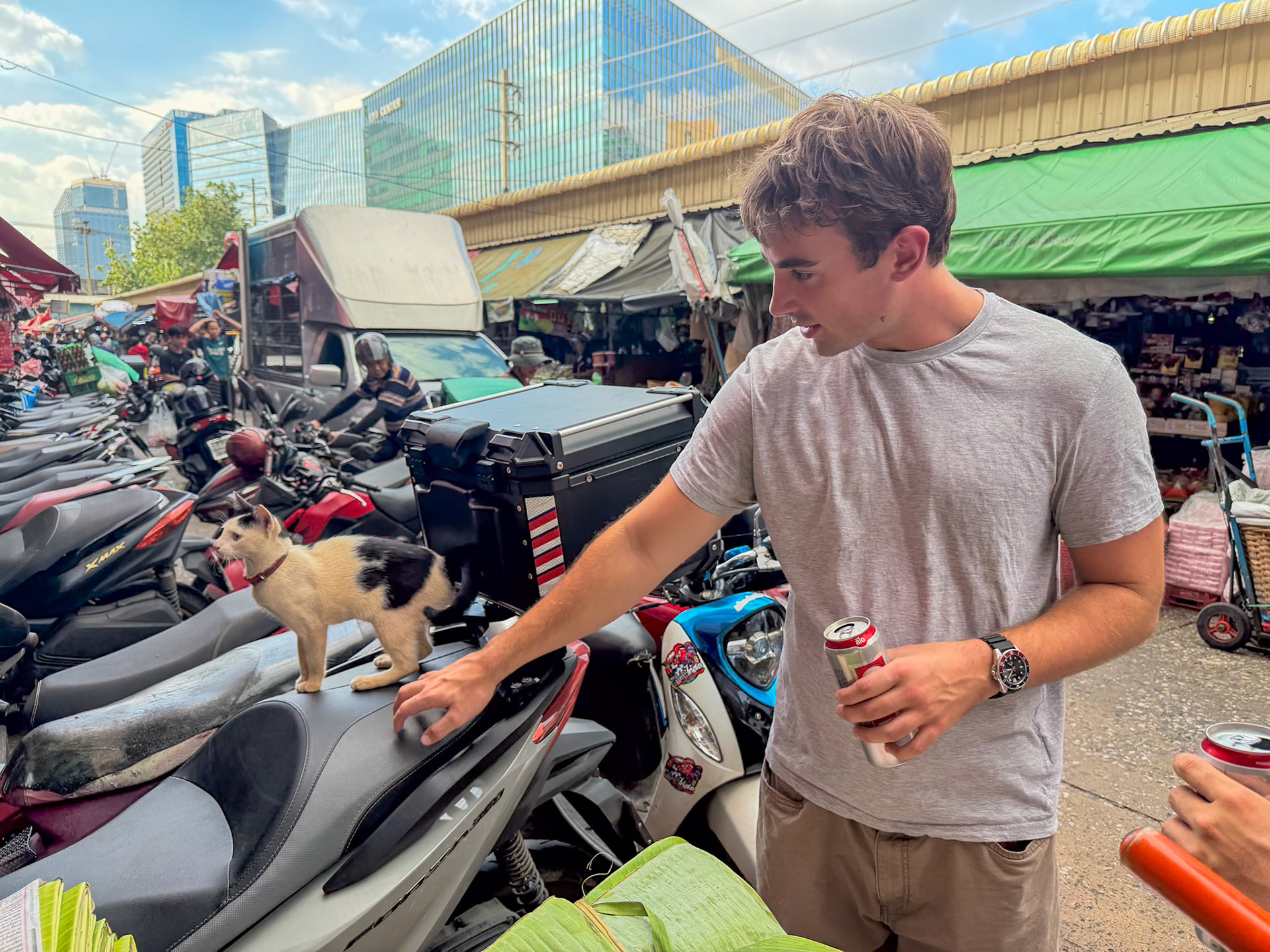 Cats of Bangkok series #4