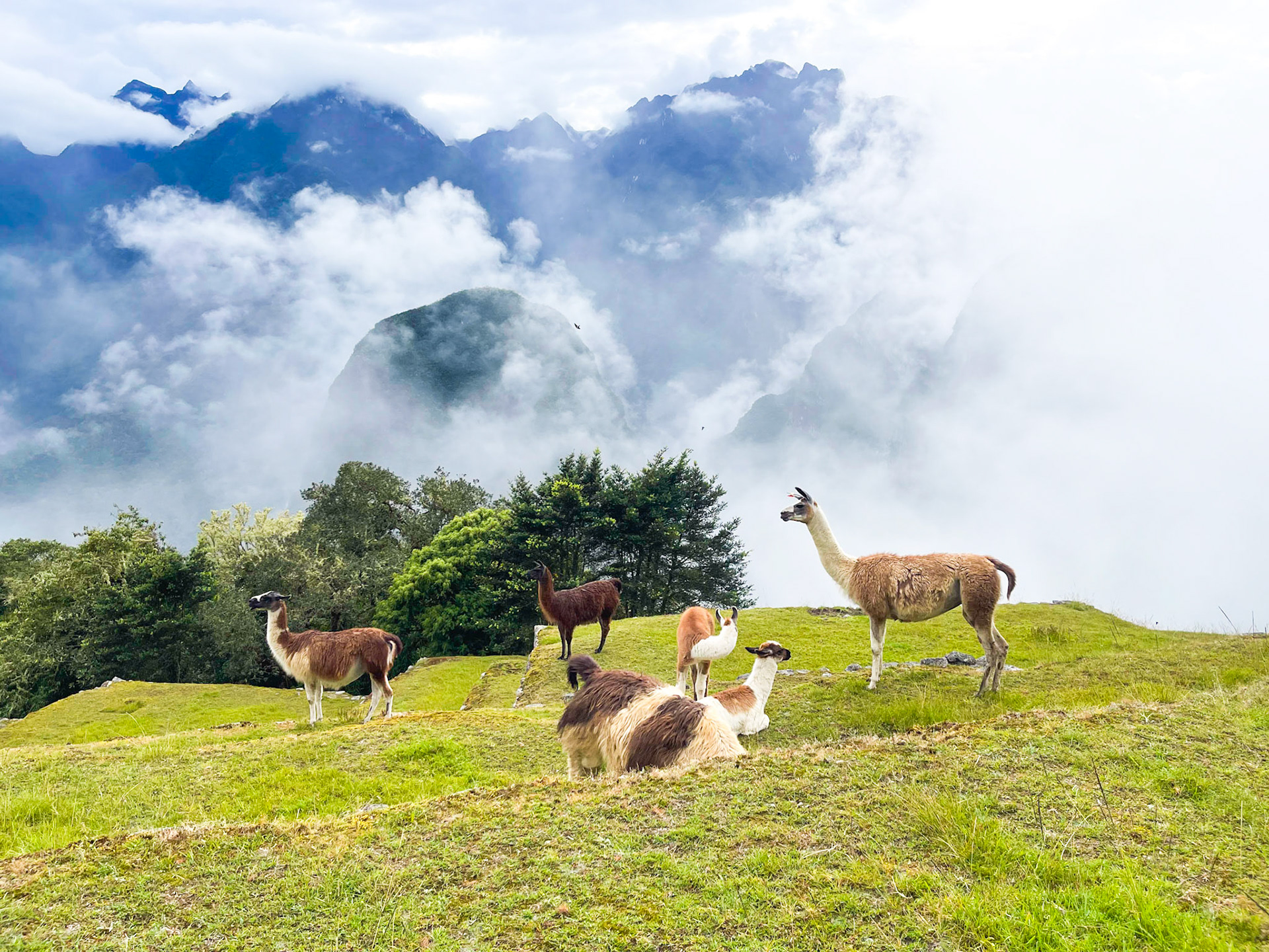 Keepers of the quiet hills, standing between earth and sky.