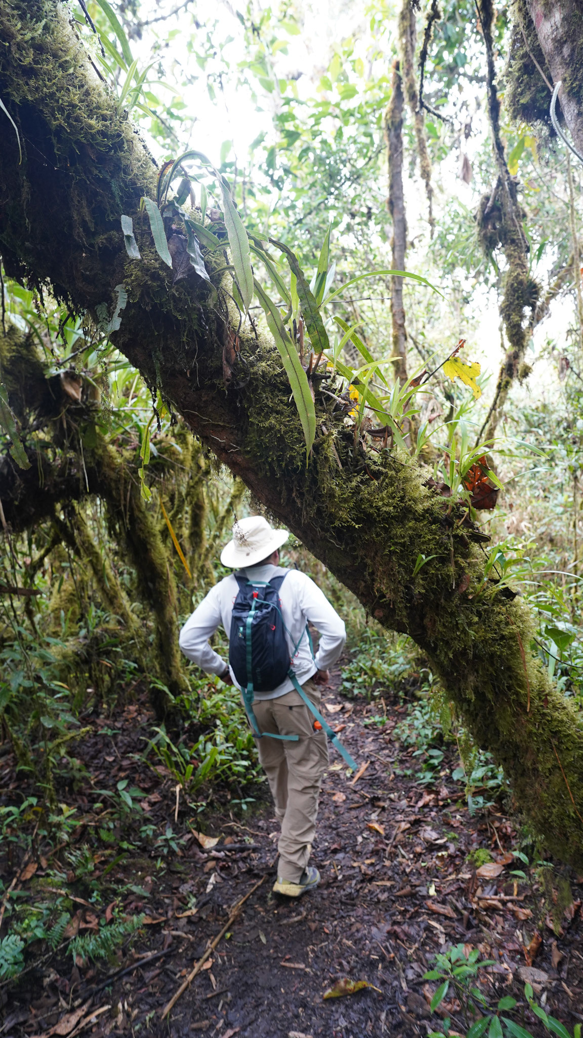 Stepping into the unknown, where the earth breathes in green.