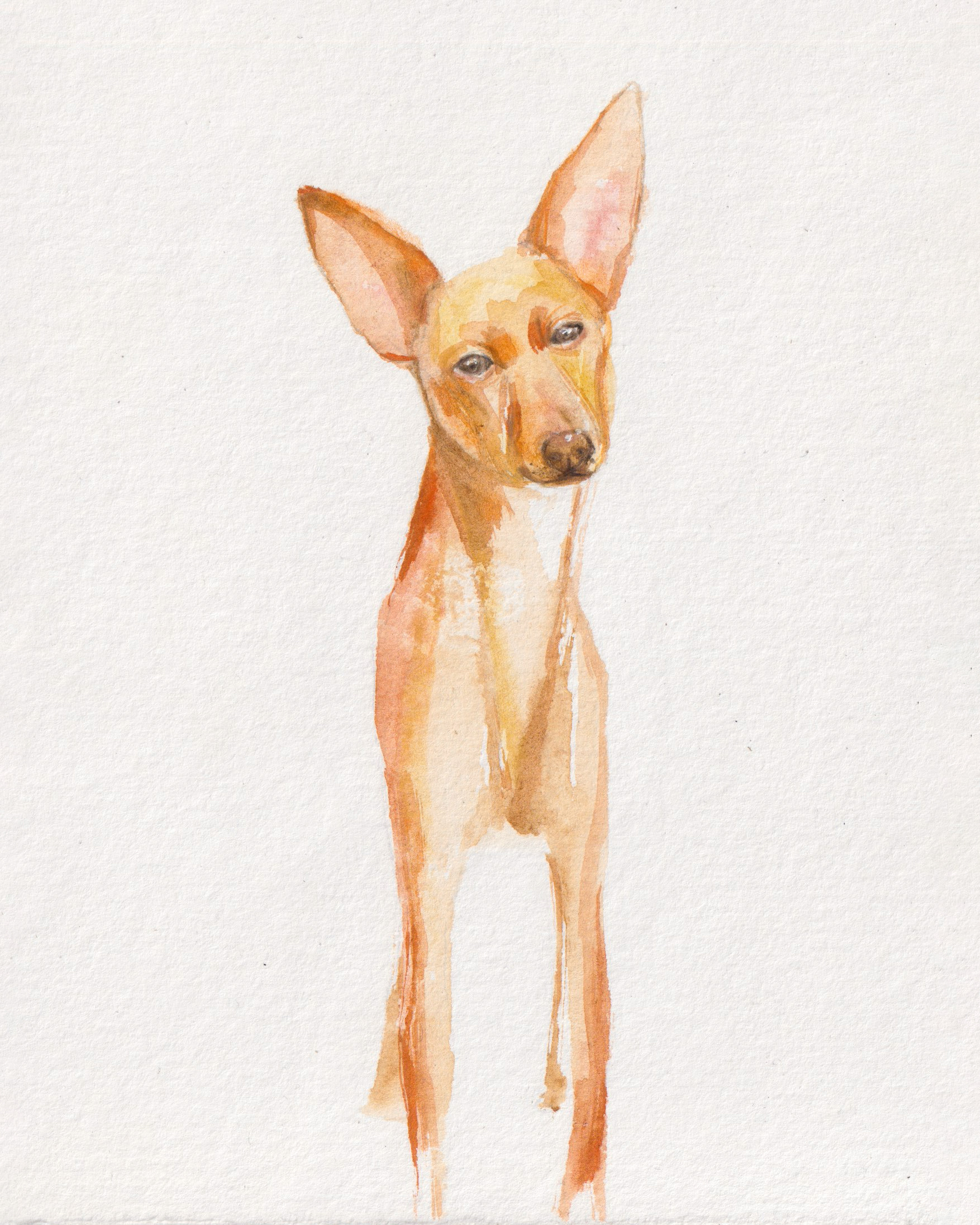 Nova