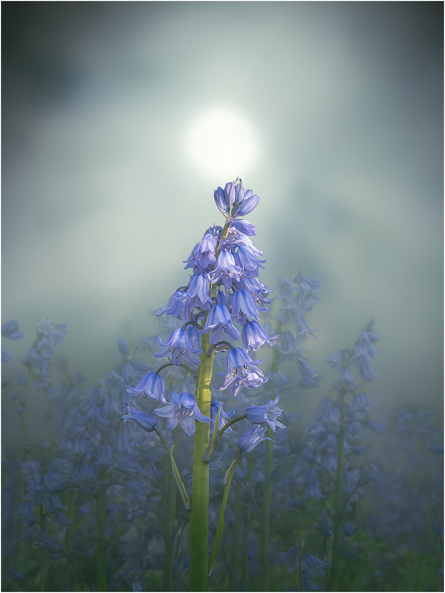 bluebells