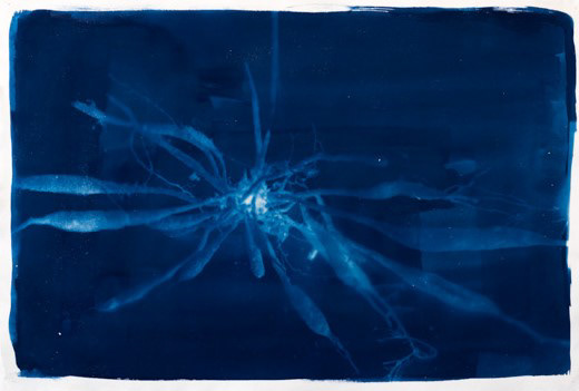 Root, cyanotype, 100x70cm