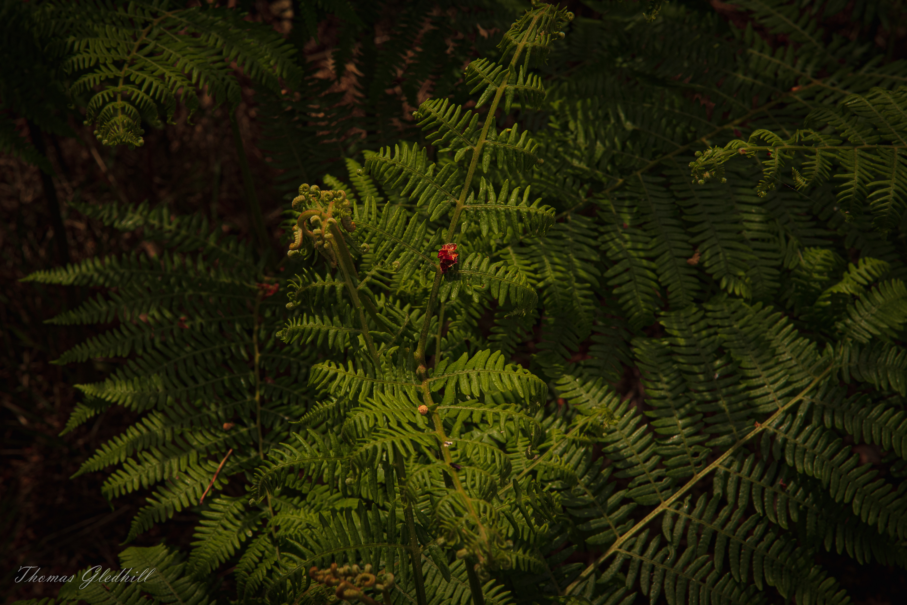 Life in the Ferns