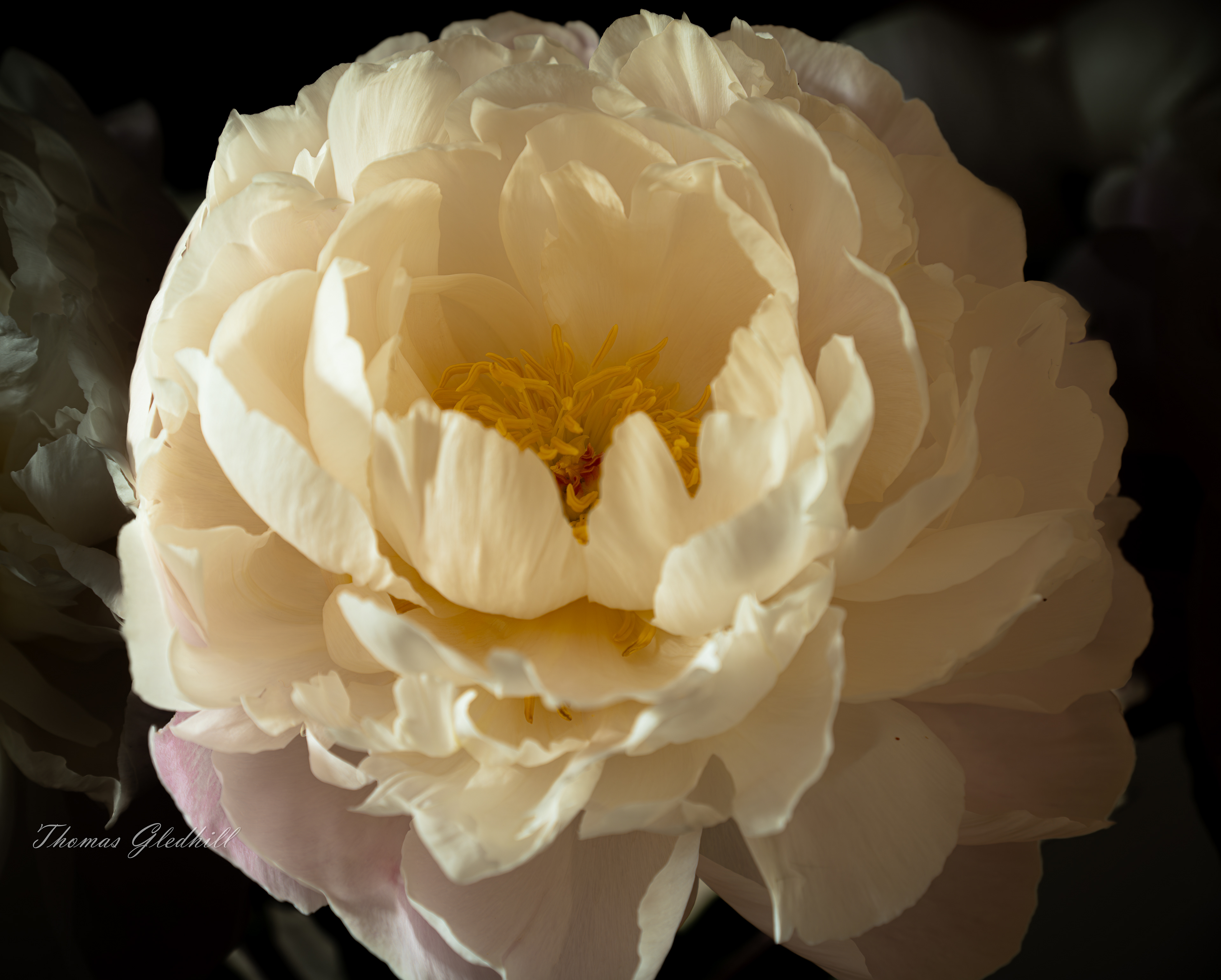 Peony