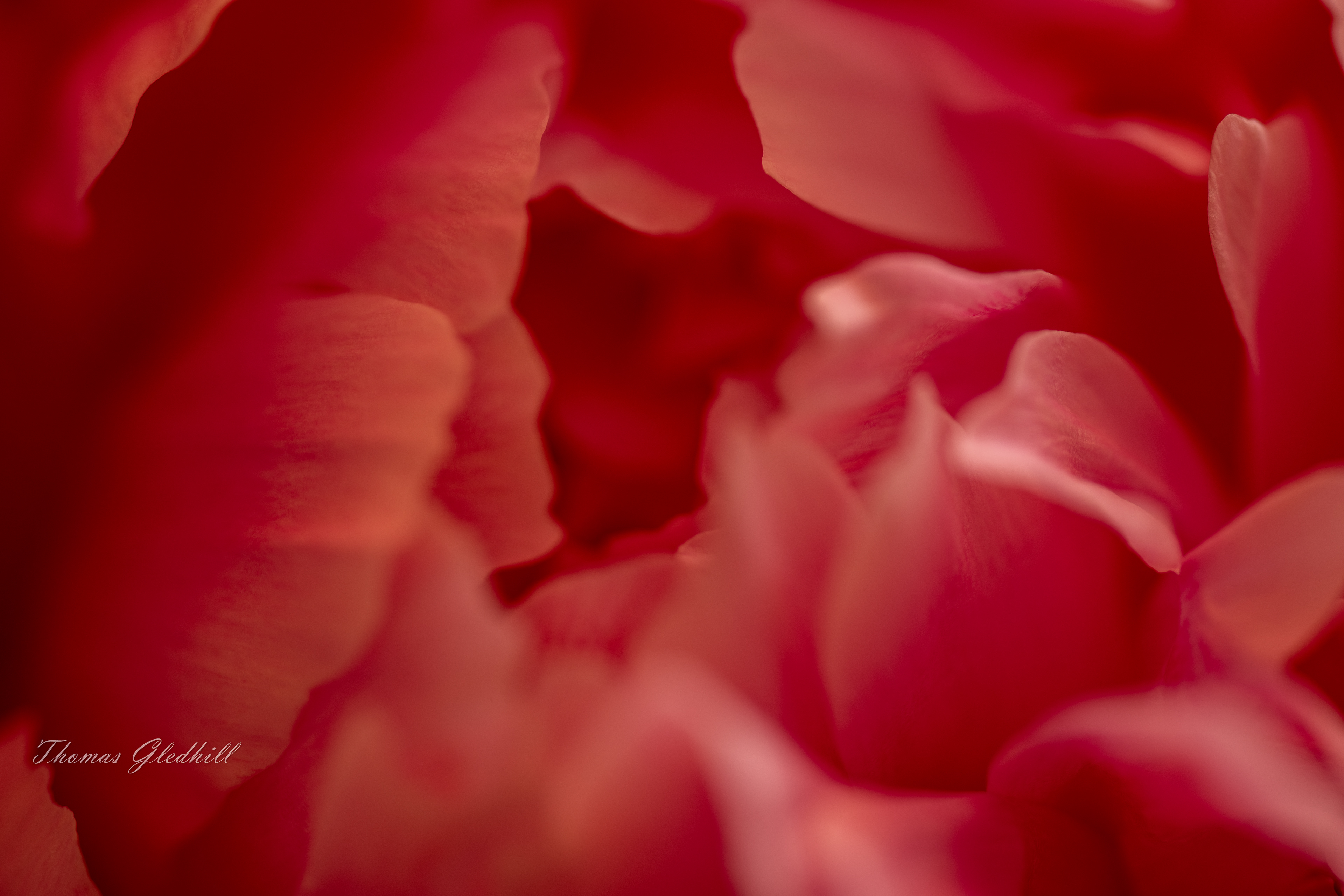 Into the Peony Centre