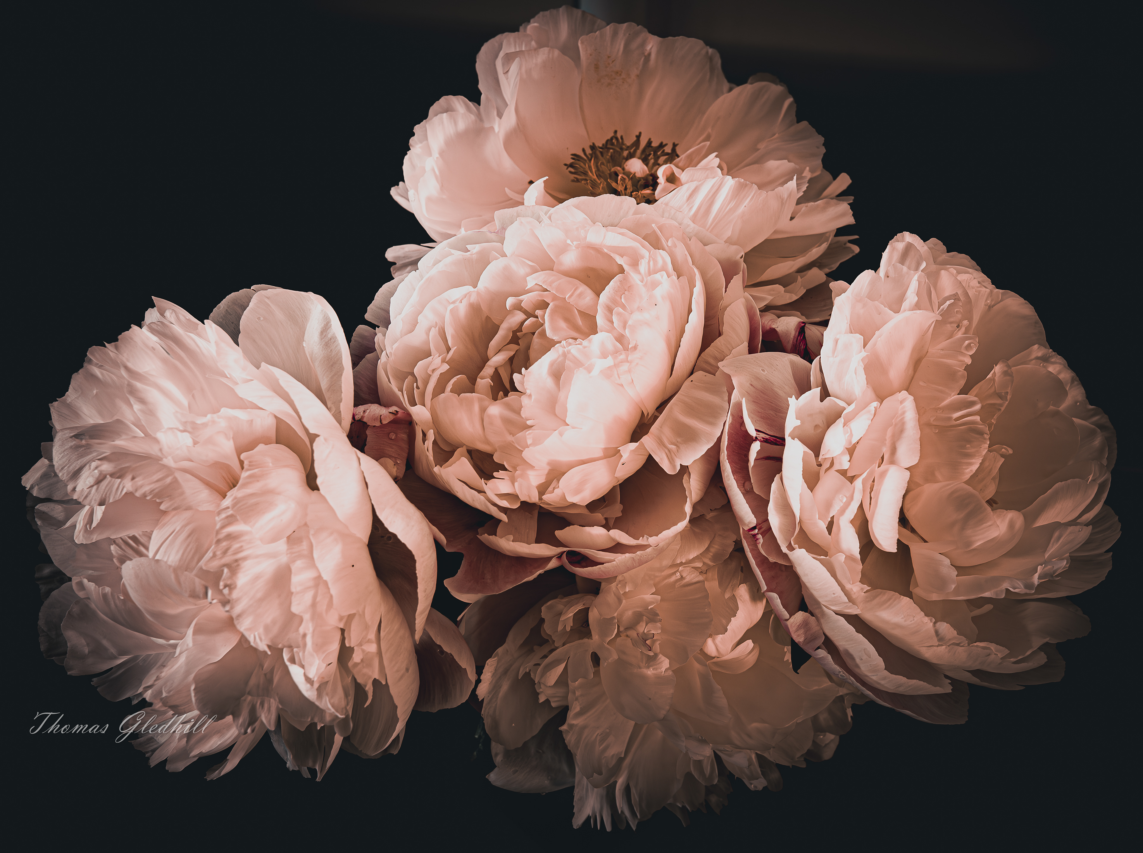 Peonies