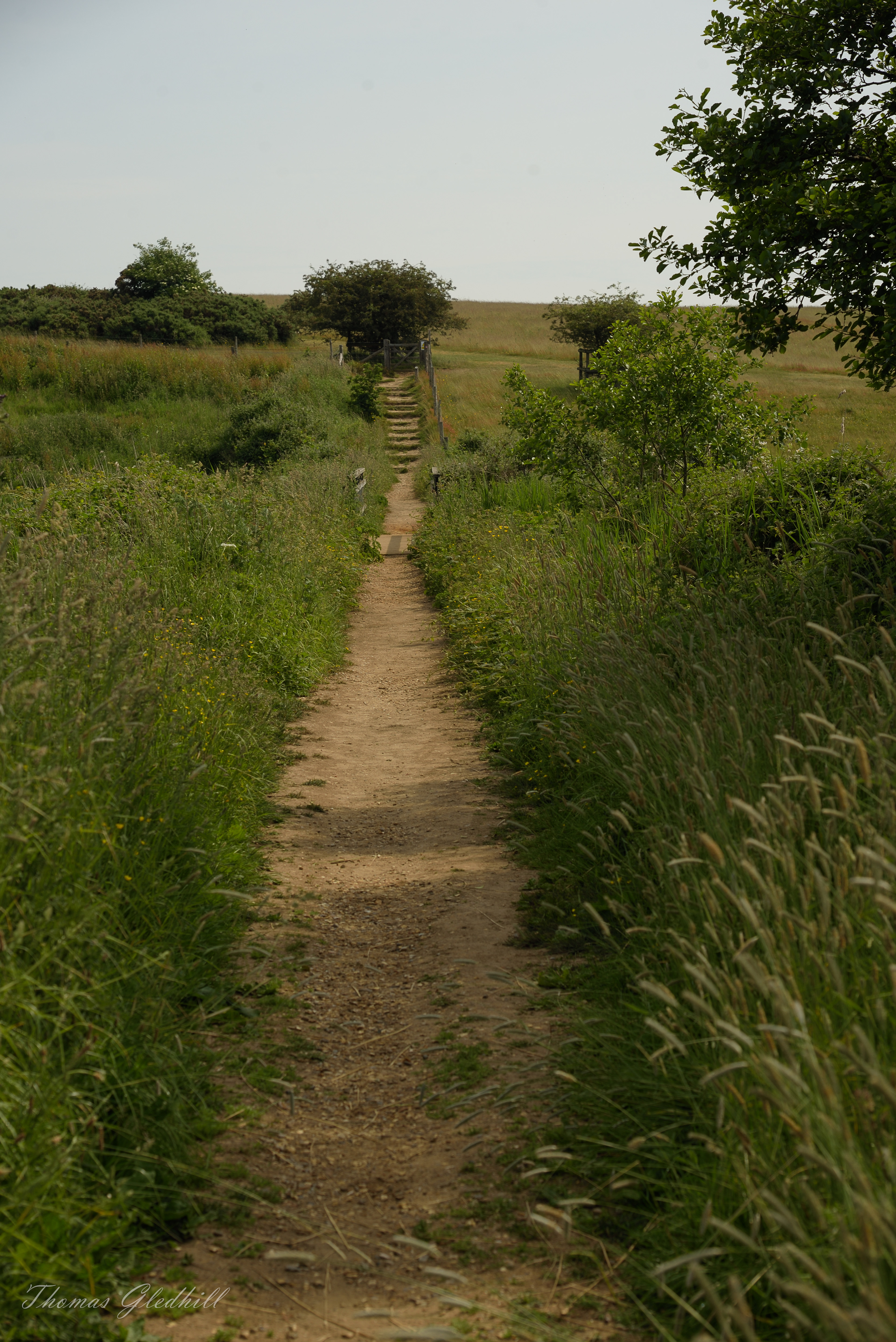 The Path