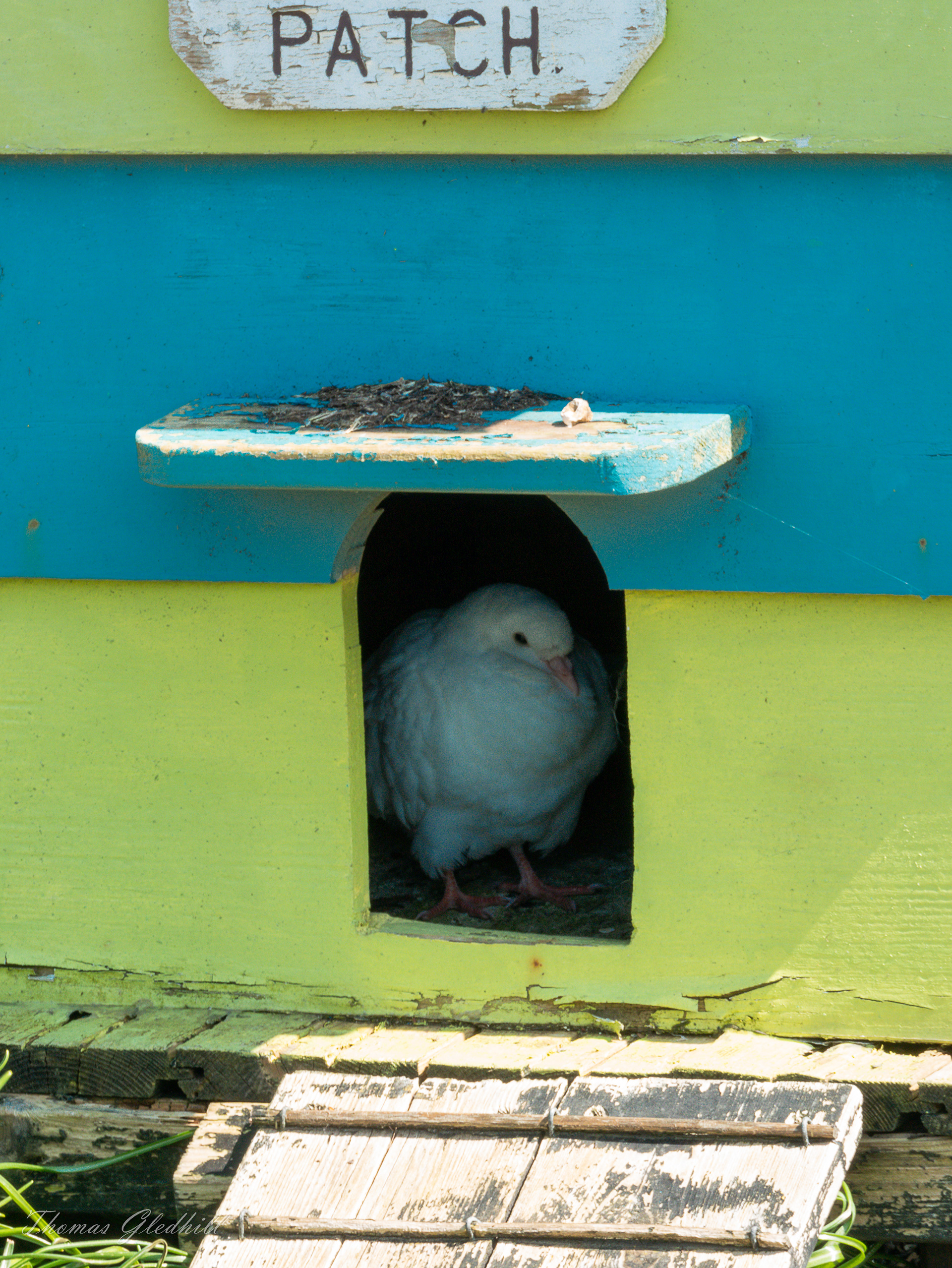 Dove at Home