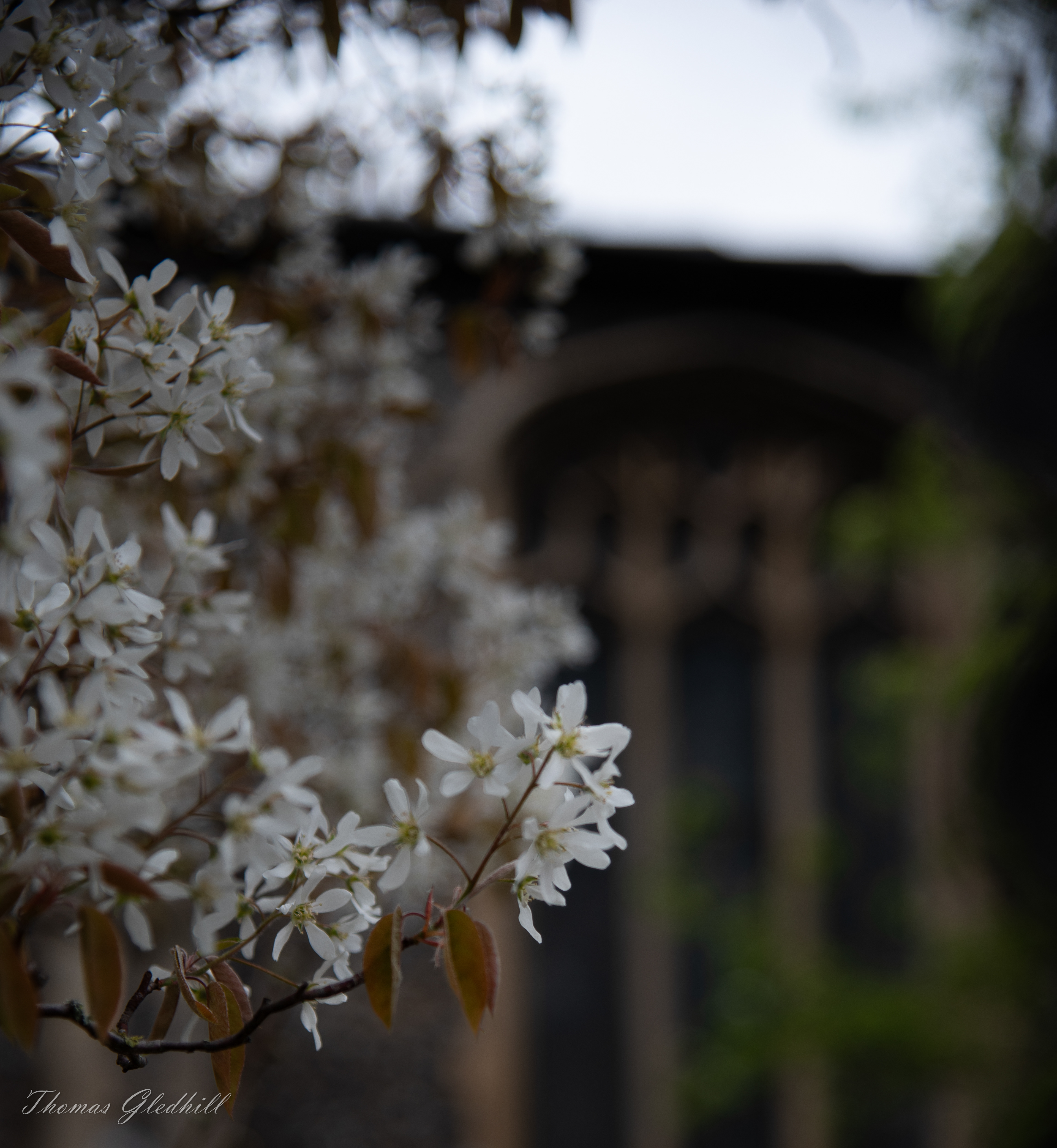 Blossom in front of an old Church.