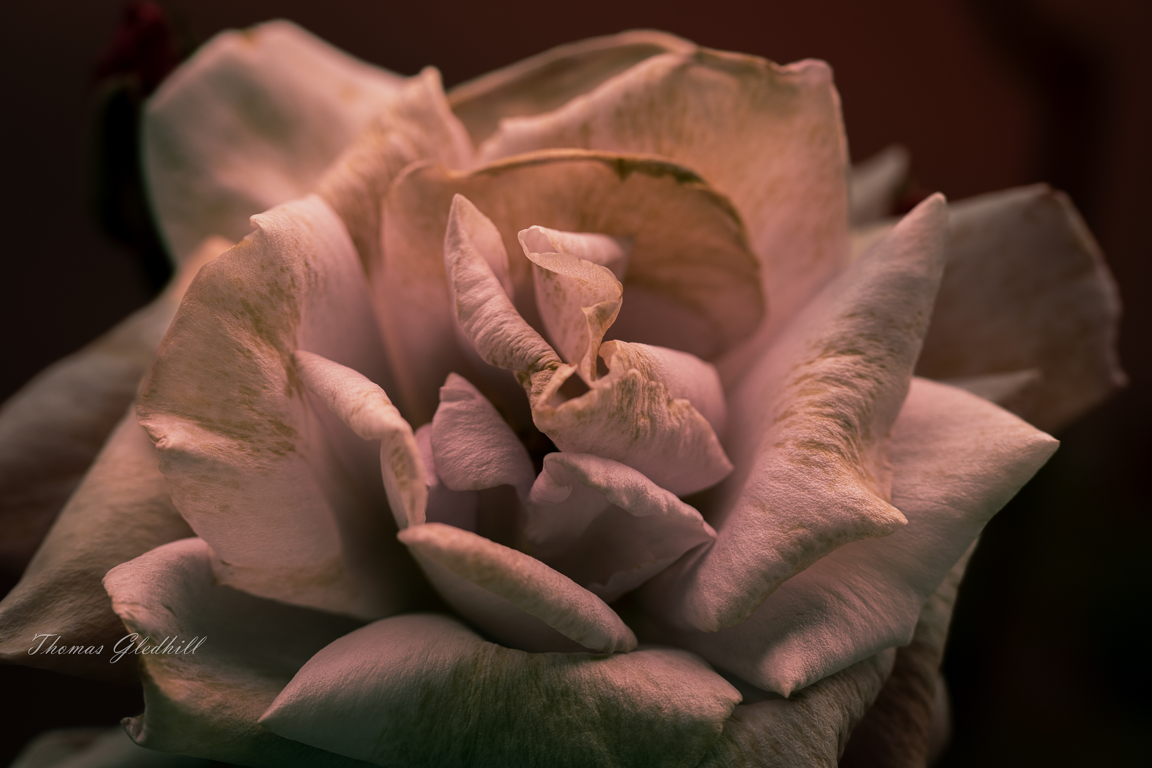 Fading Blue Moon HT Rose