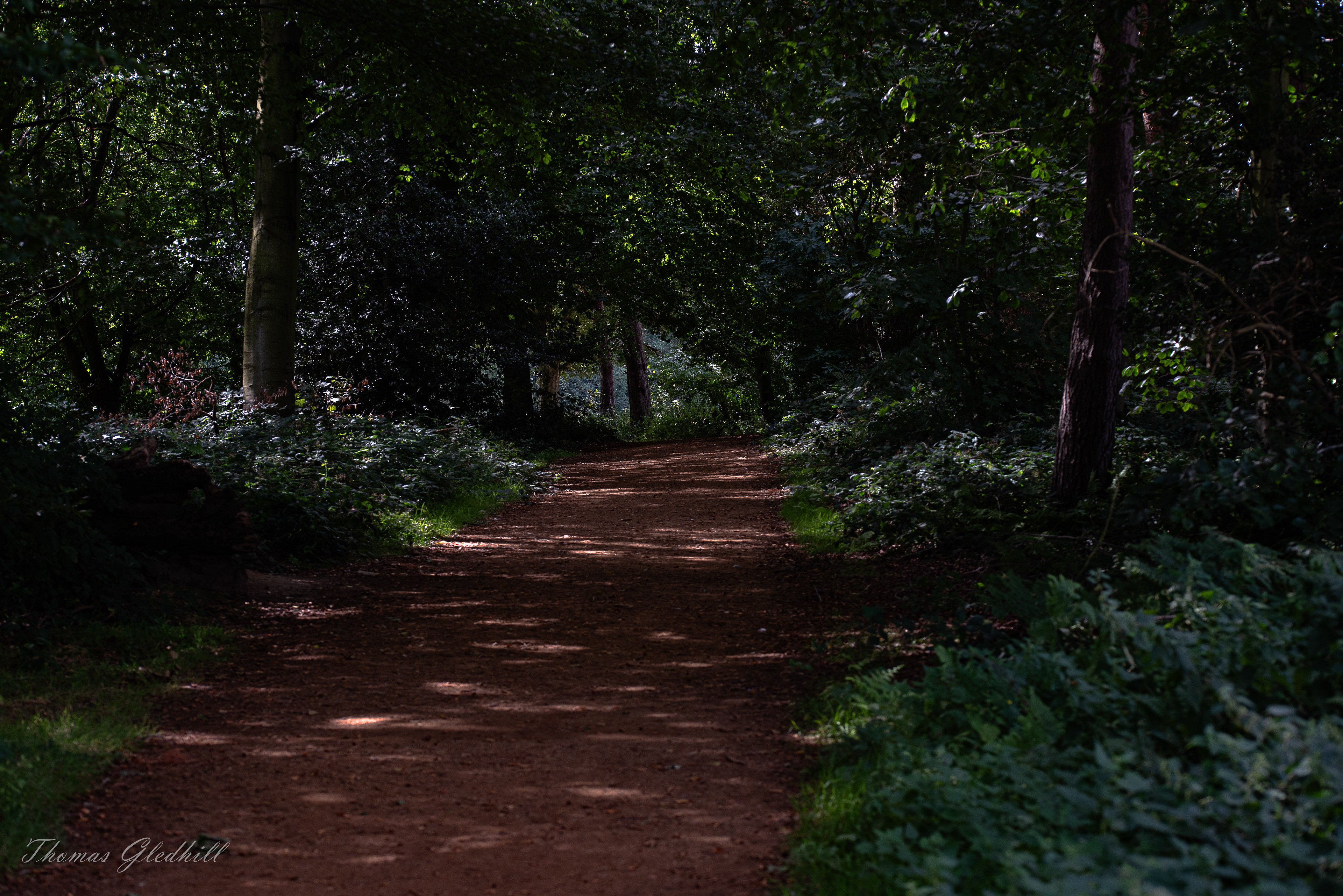In the Woods