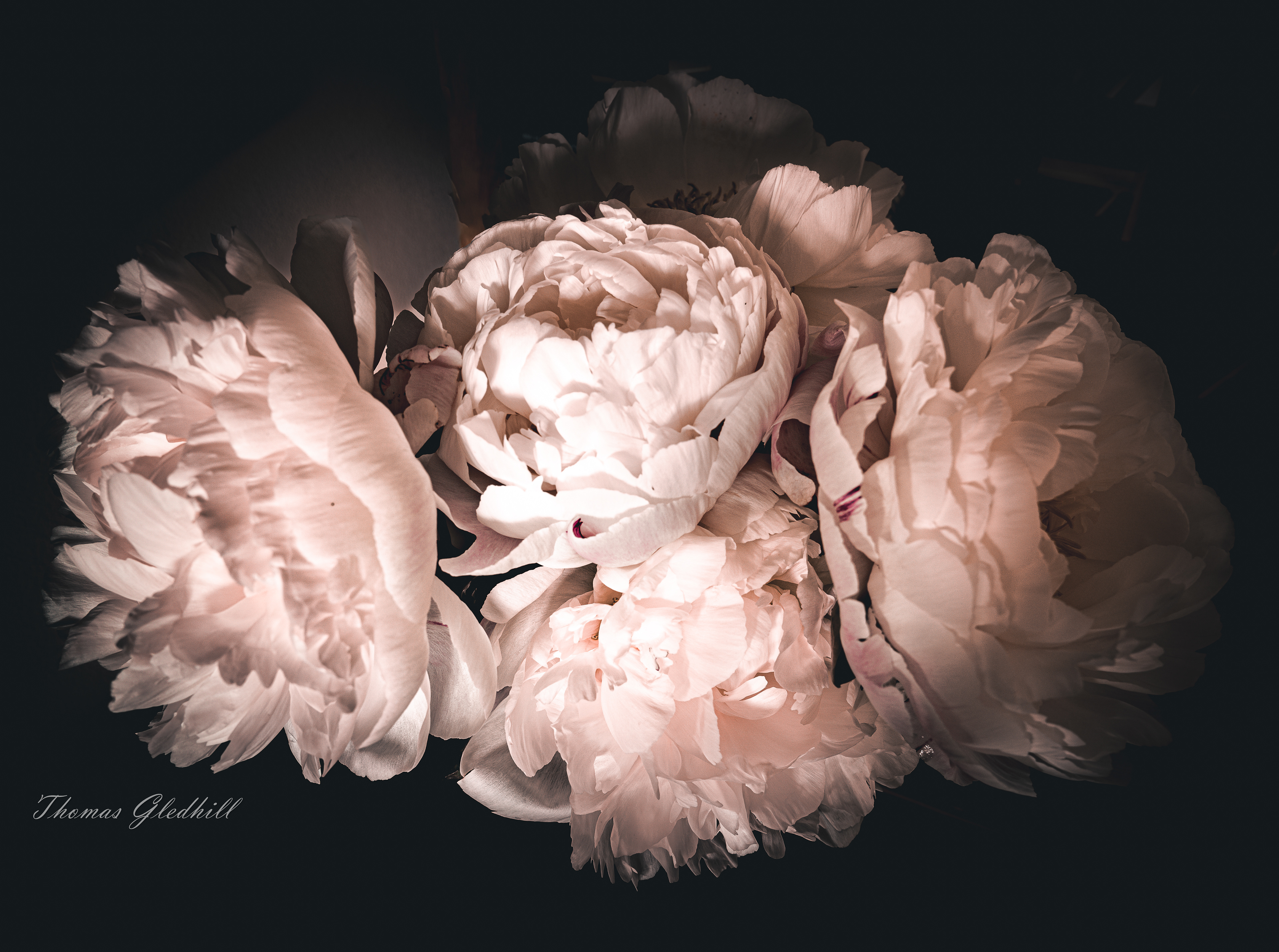 Peonies