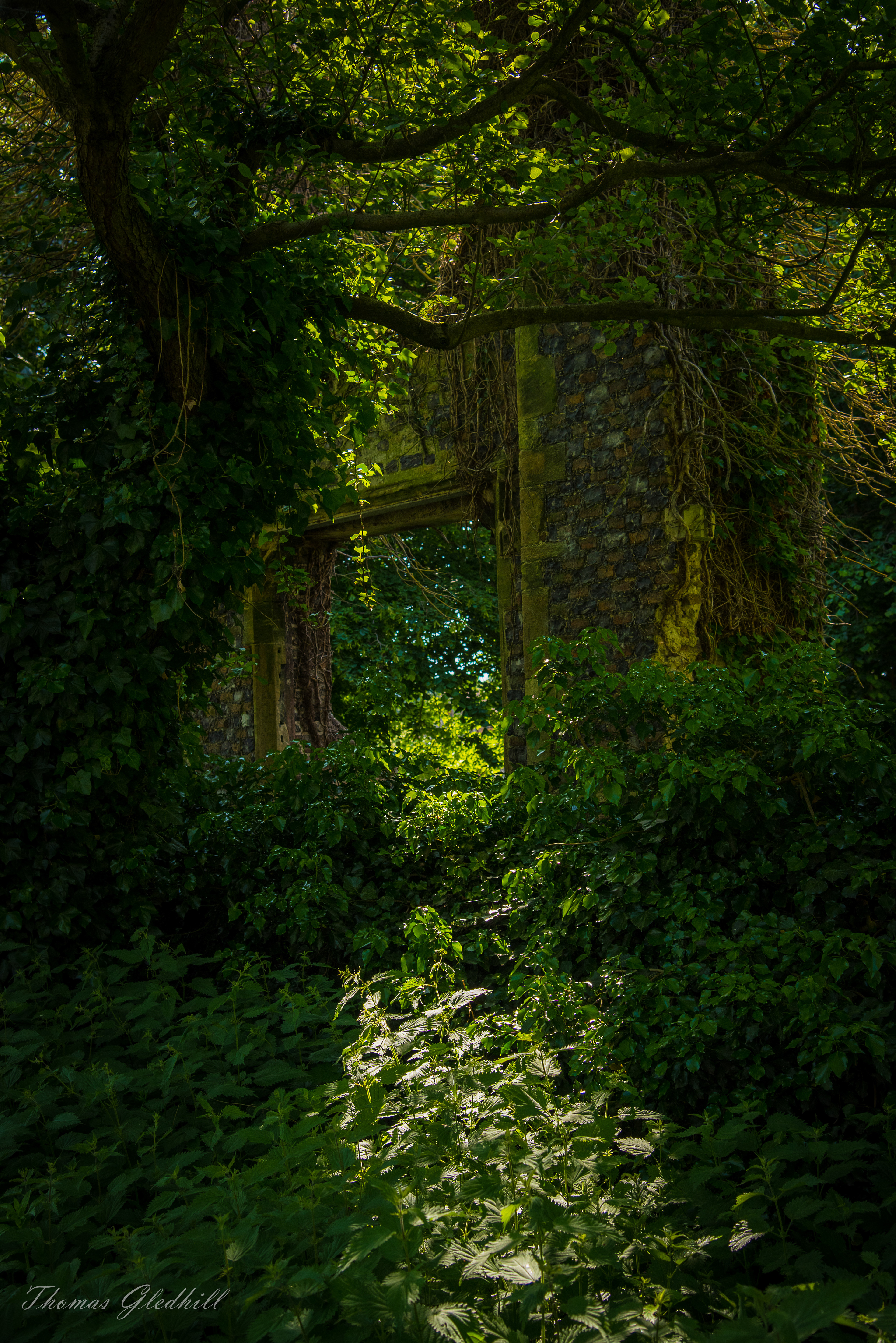 The Glade