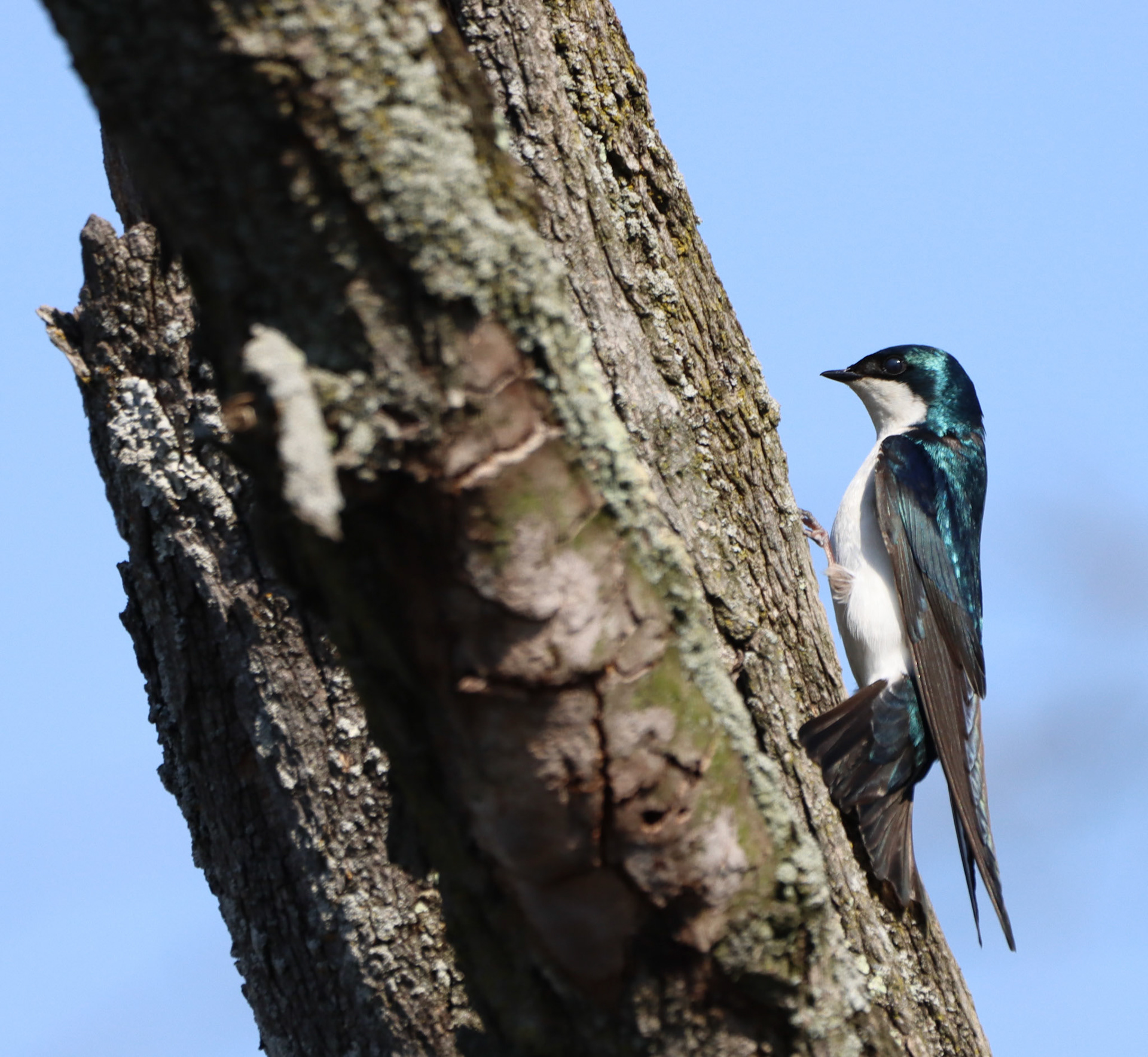 Tree Swallow
