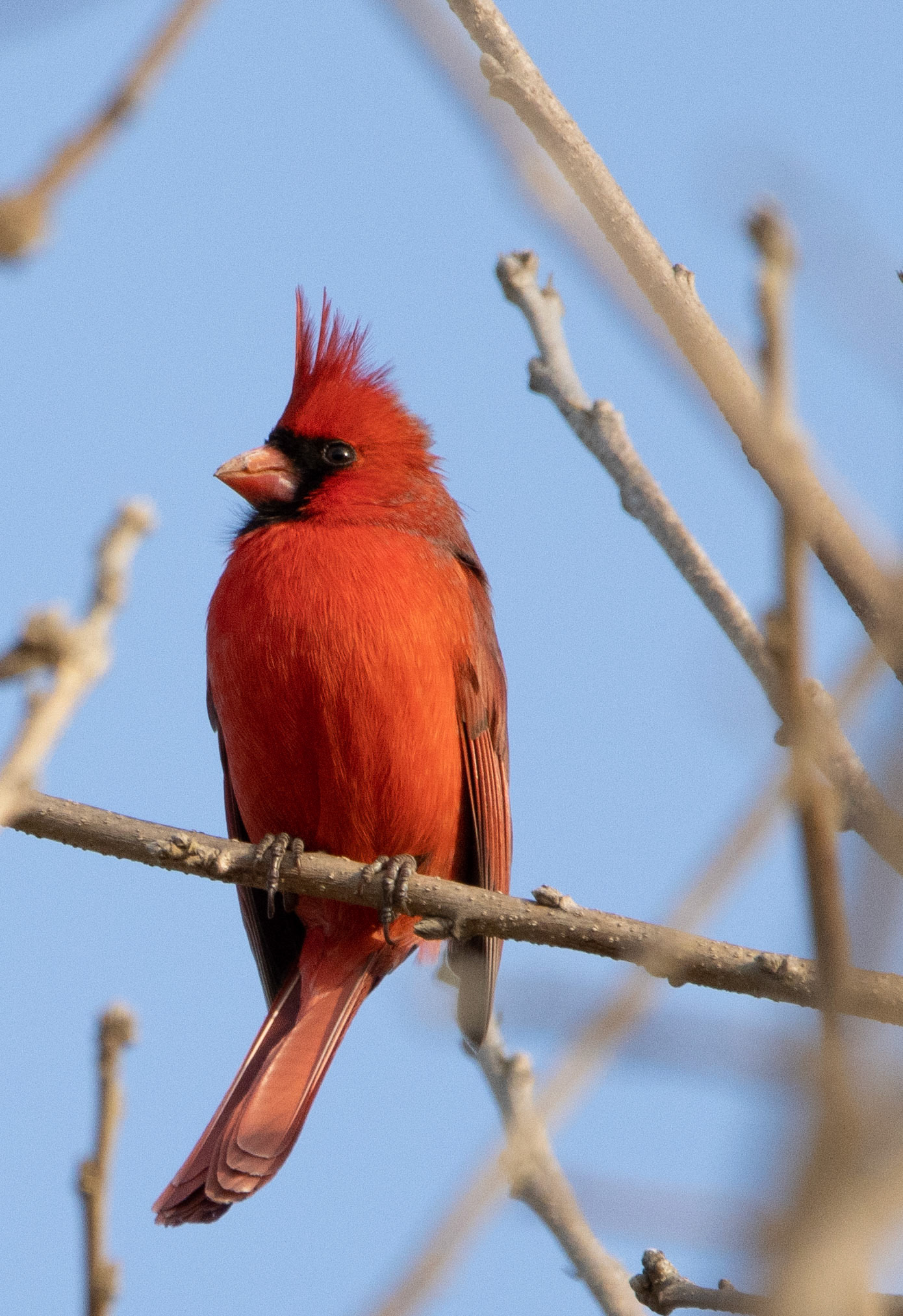 Northern Cardinal