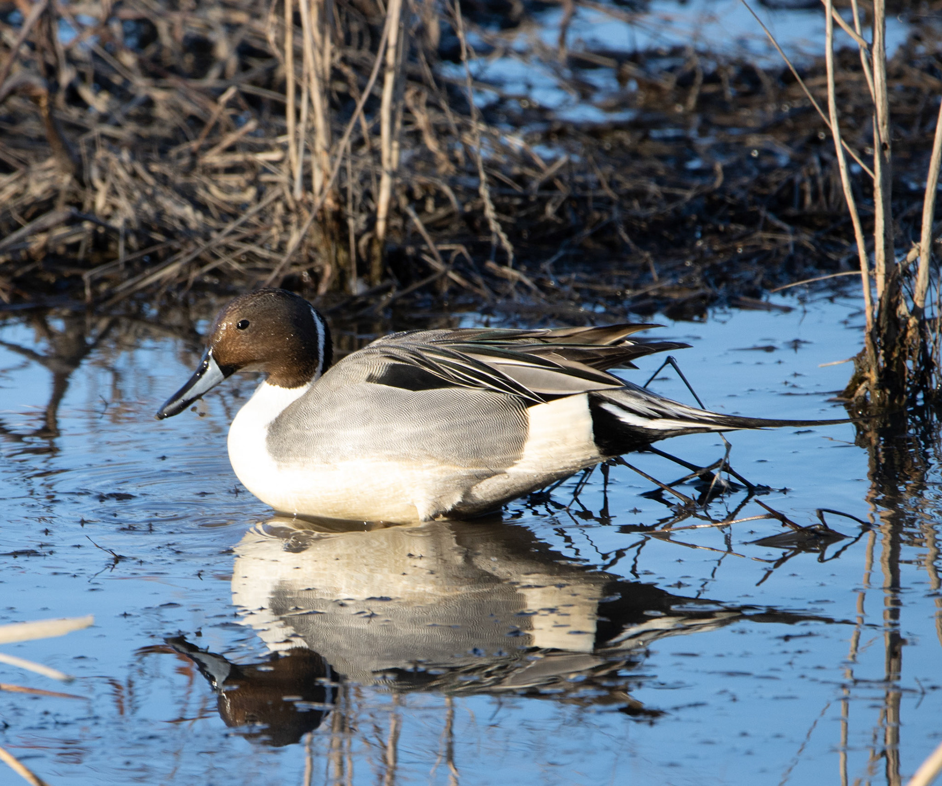 Northern Pintail (male)