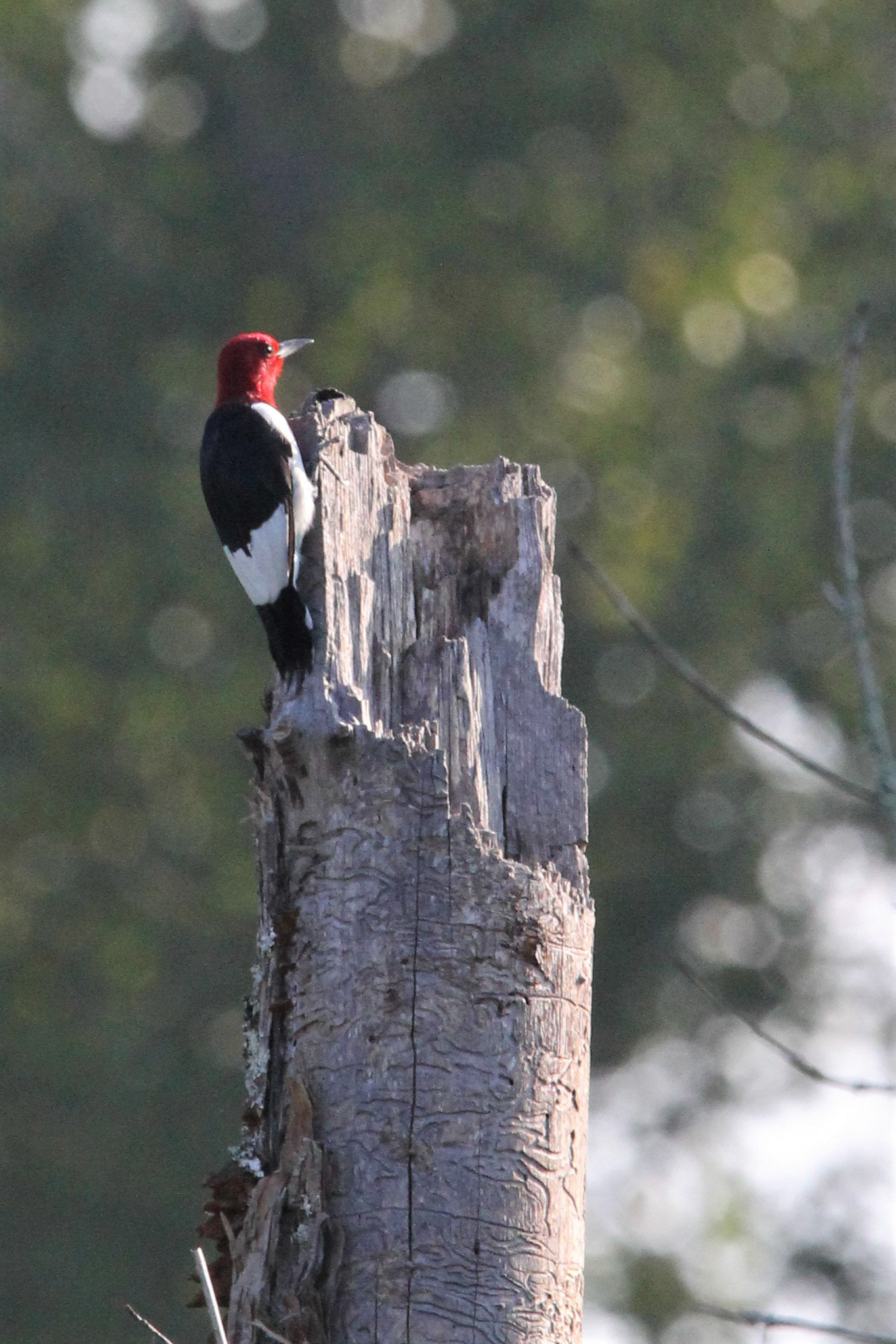 Red-headed Woodpecker
