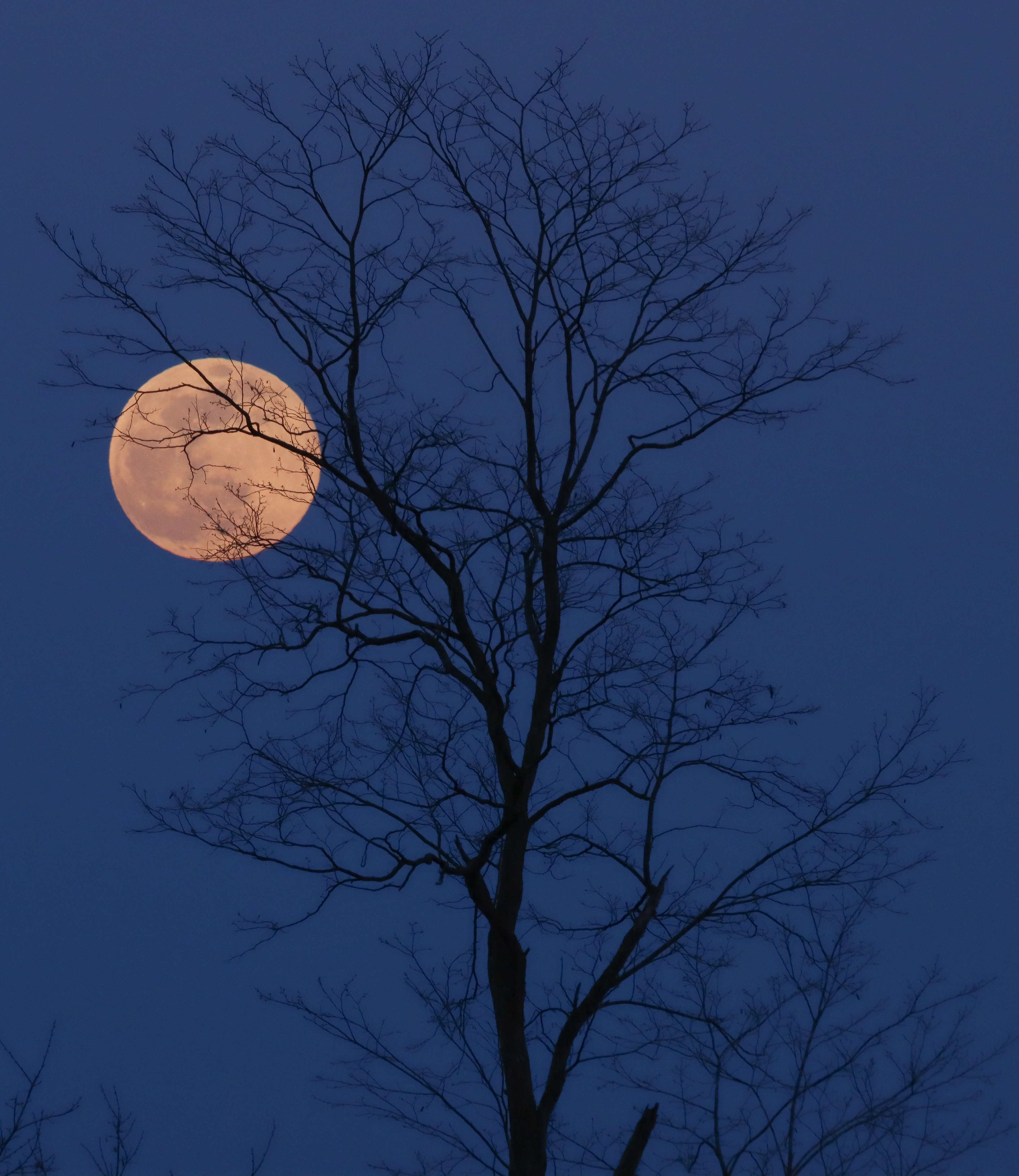 Super 'Pink' Moon (April 26, 2021 PA USA)