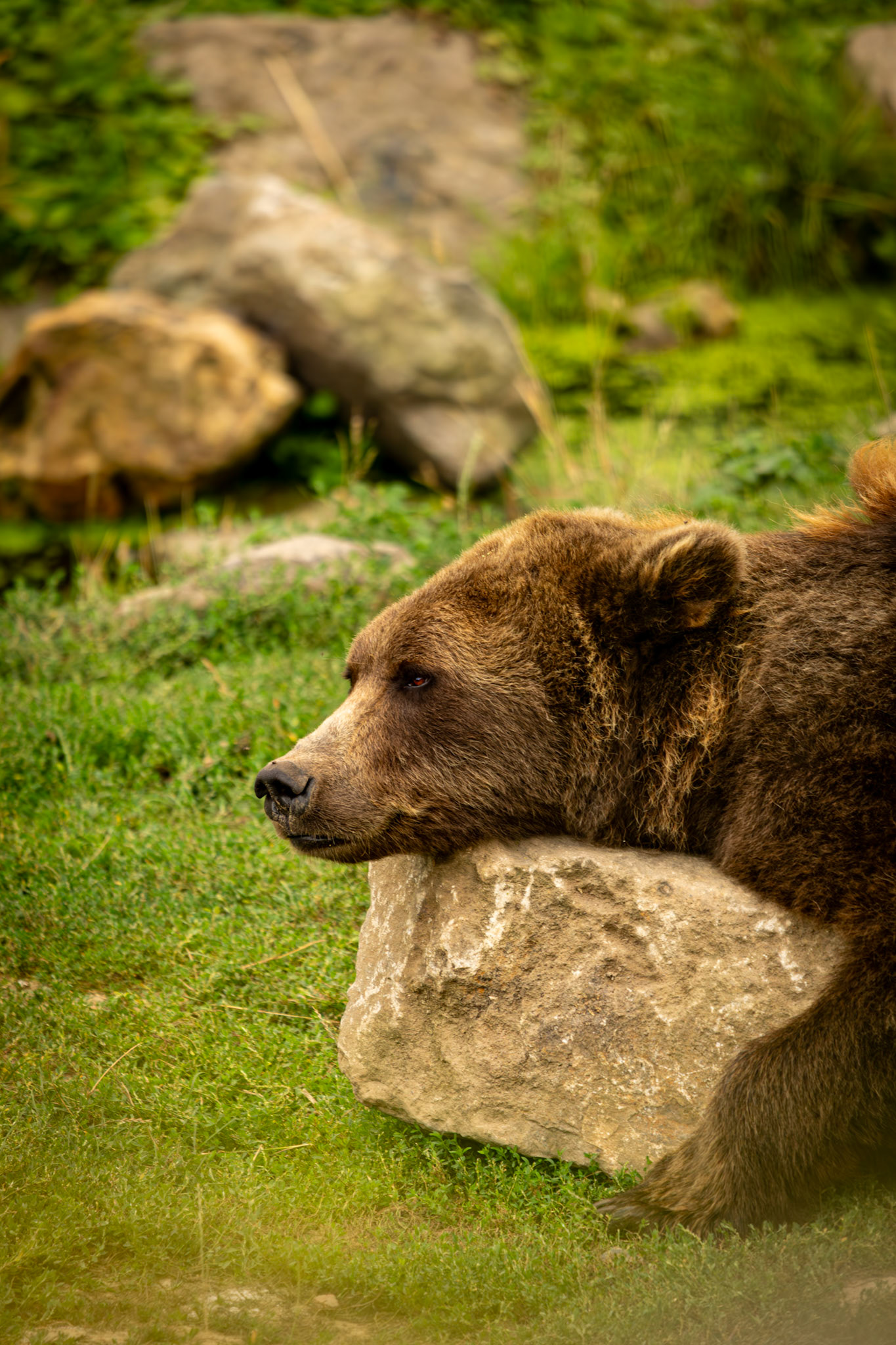 Premier cliché d'un ours brun pendant son repos