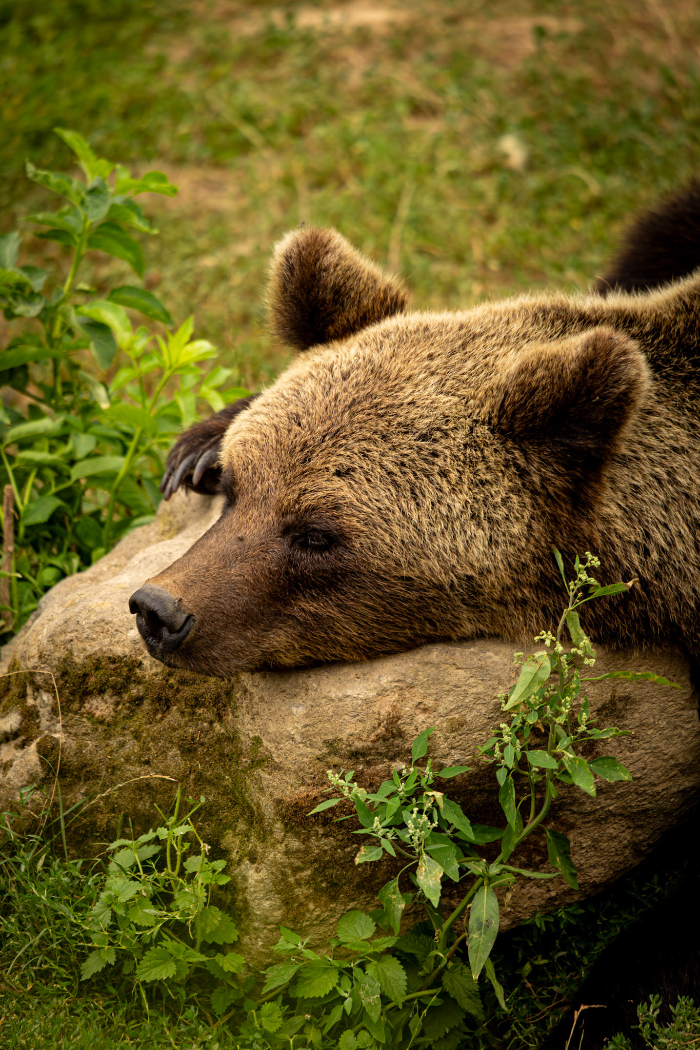 Un autre ours brun qui se reposait non loin du premier.
