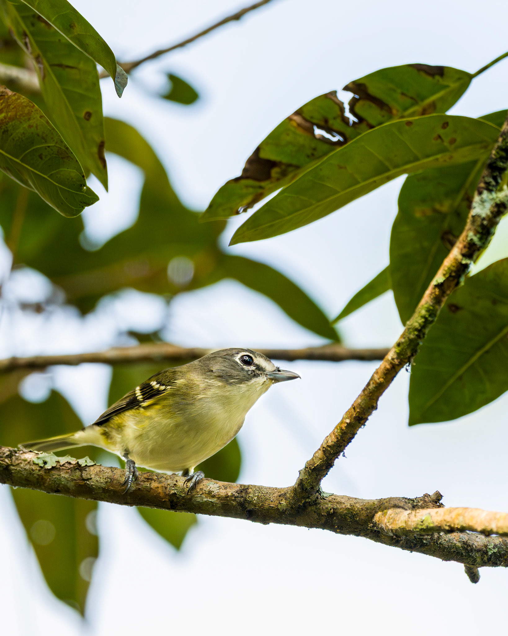 Blue-headed Vireo