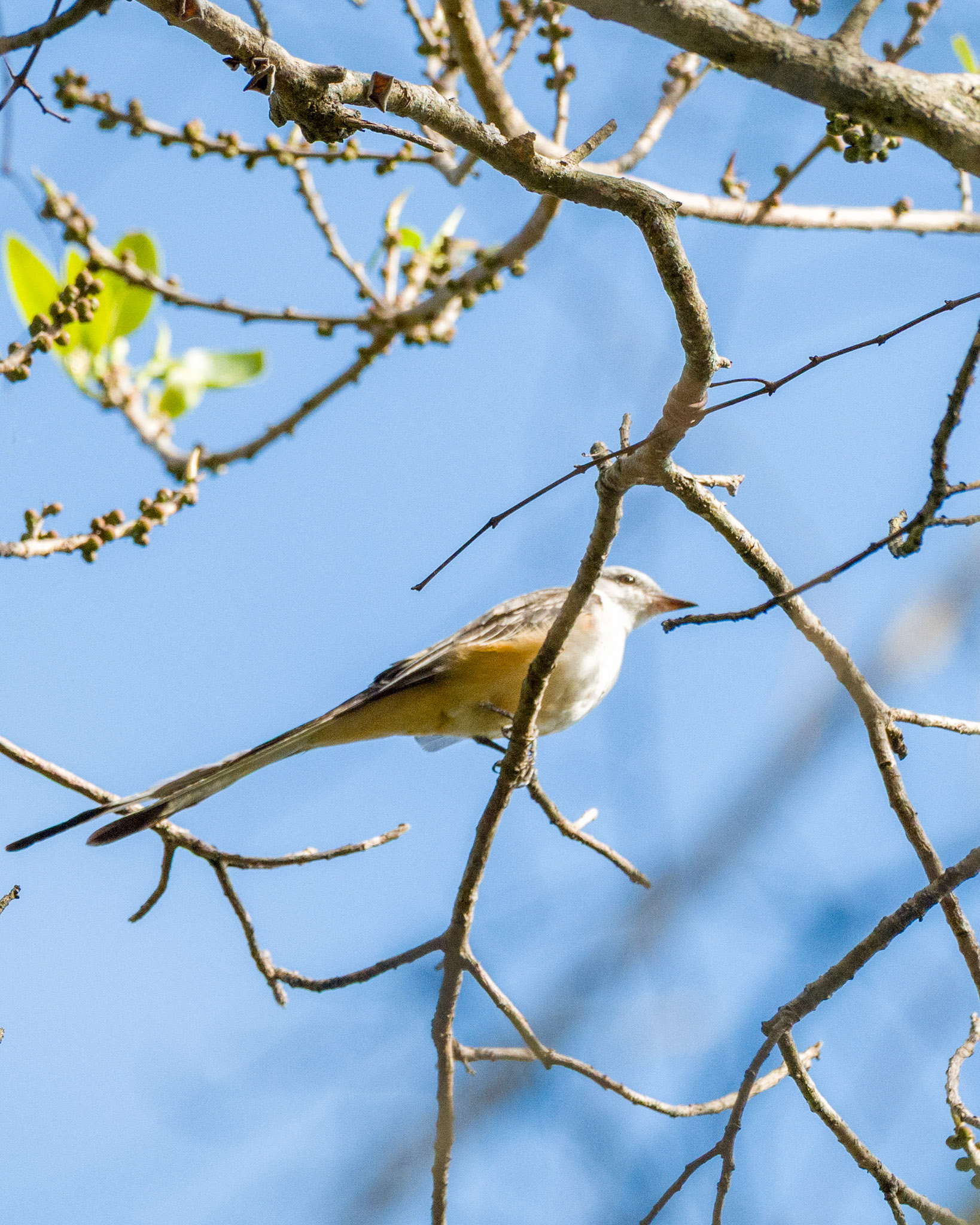 Scissor-tailed Flycatcher