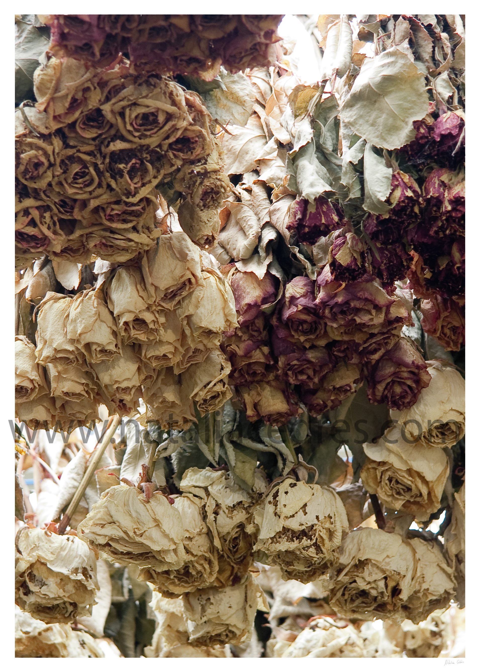 Flores Secas