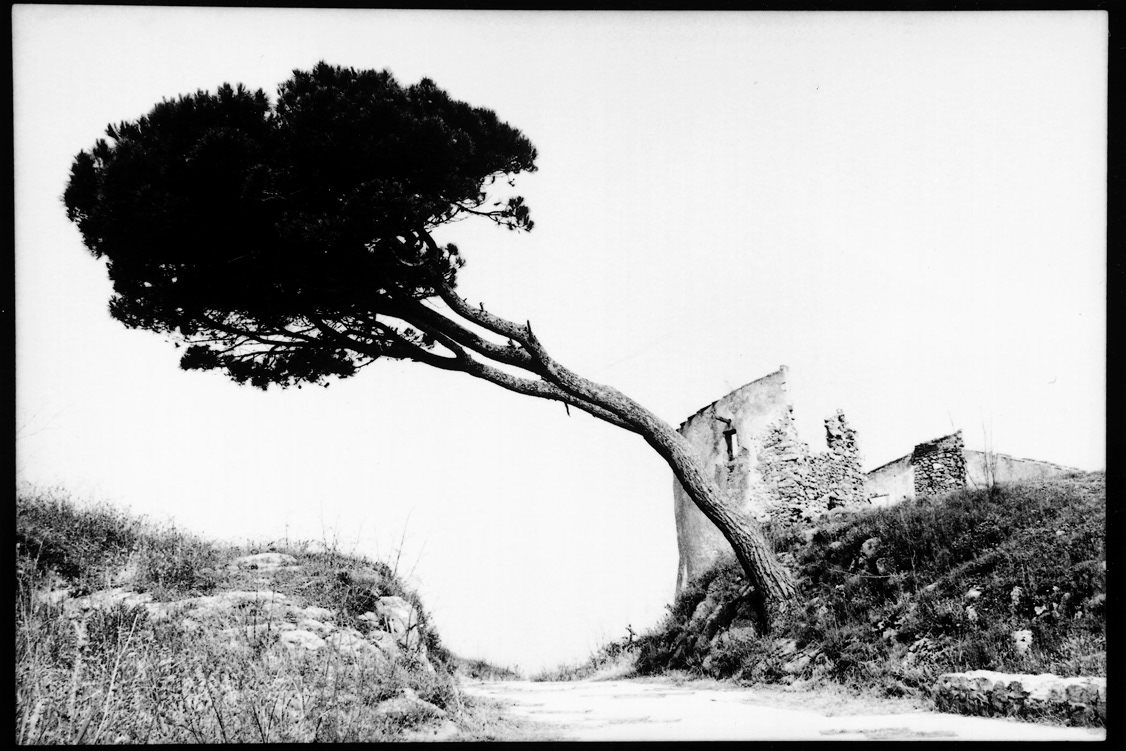 Pino de La Fosca