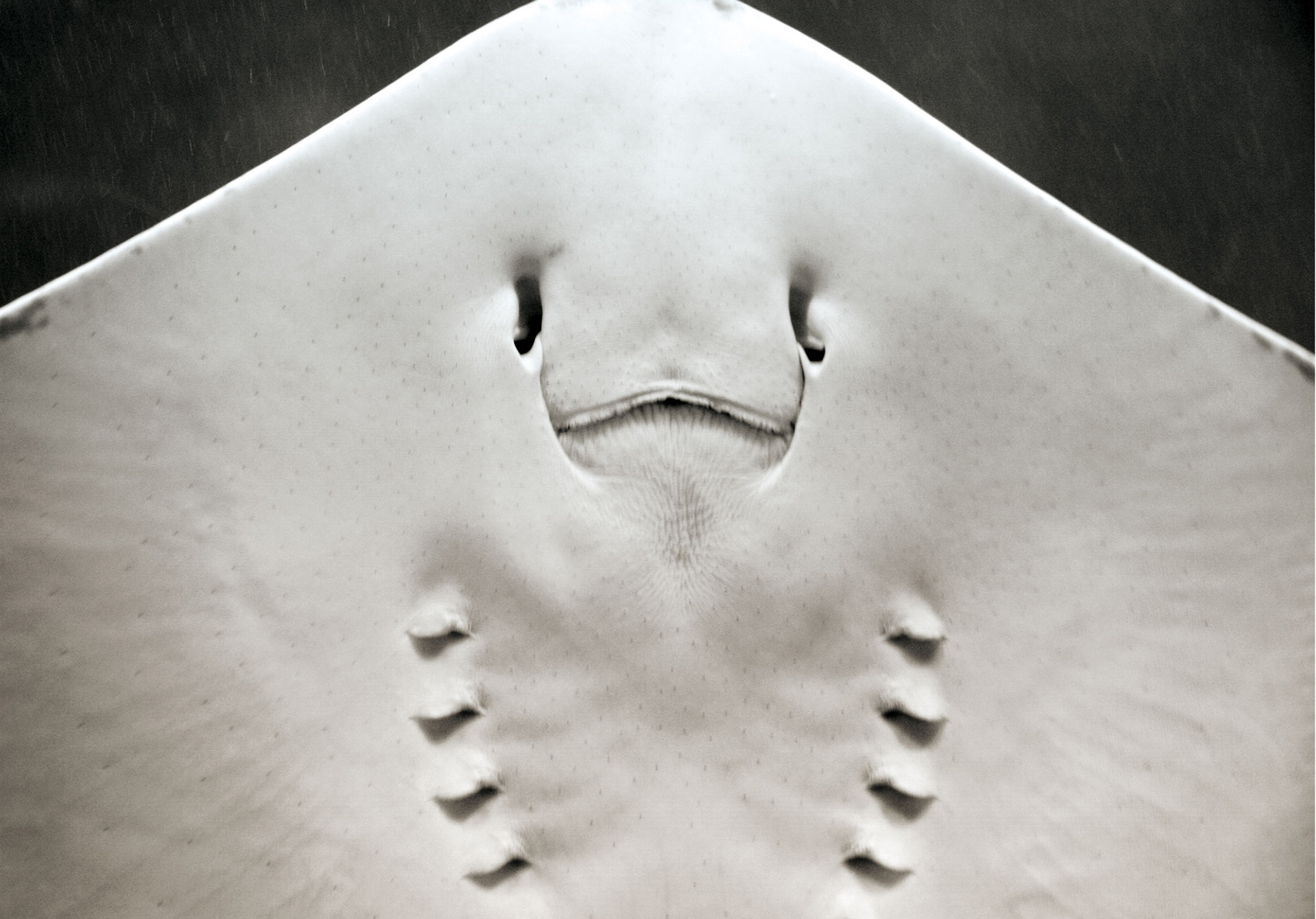 Manta