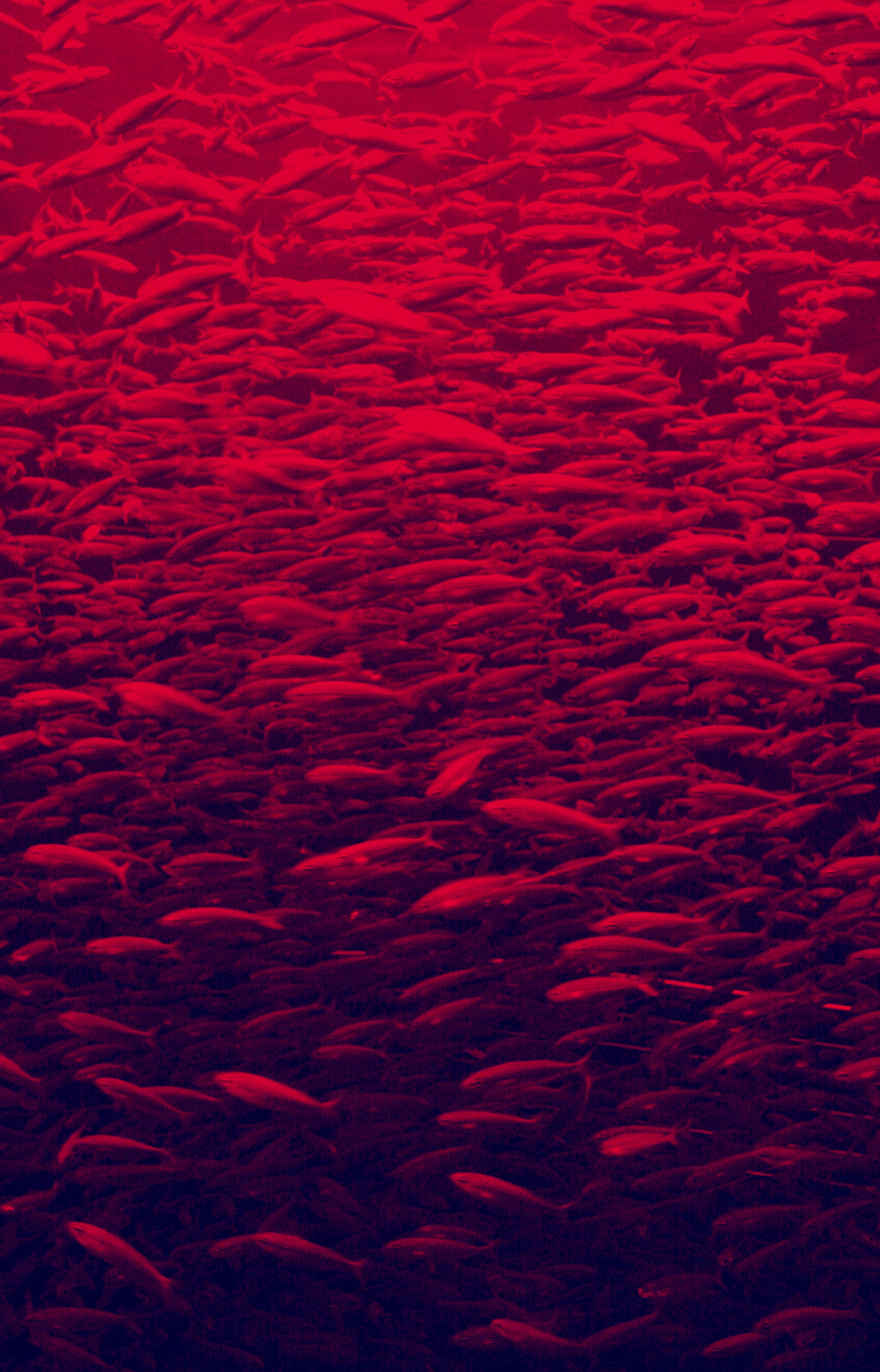 Peces rojos