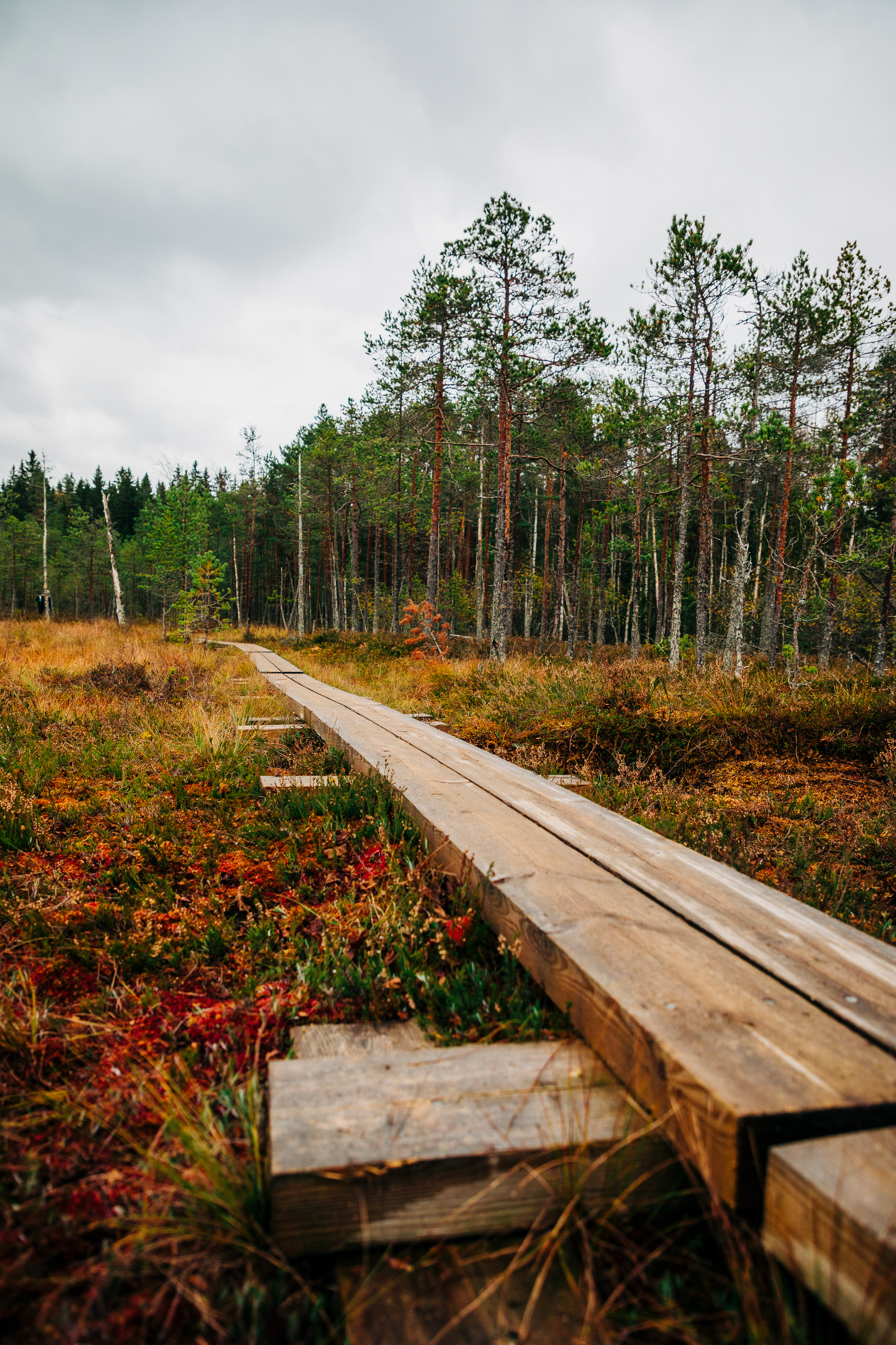 Torronsuon kansallispuisto