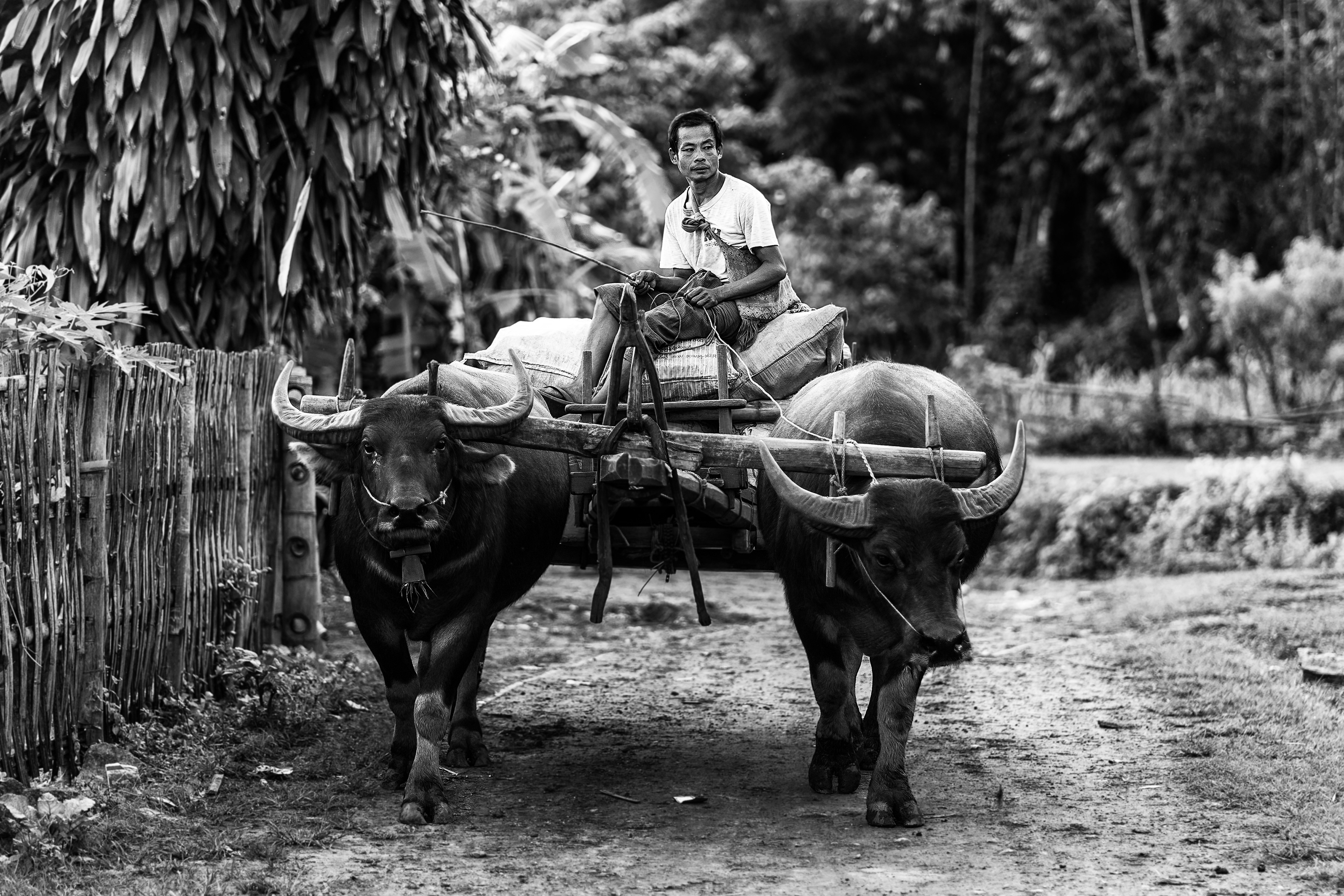 A Palaung village near Lashio in northern Shan state. The villager still use the ox cart for transportation. It's not so unusual on the countryside of Myanmar. Besides cheap fuel, and inexpensive repairs, they can navigate the muddy roads, especially in the rainy season.