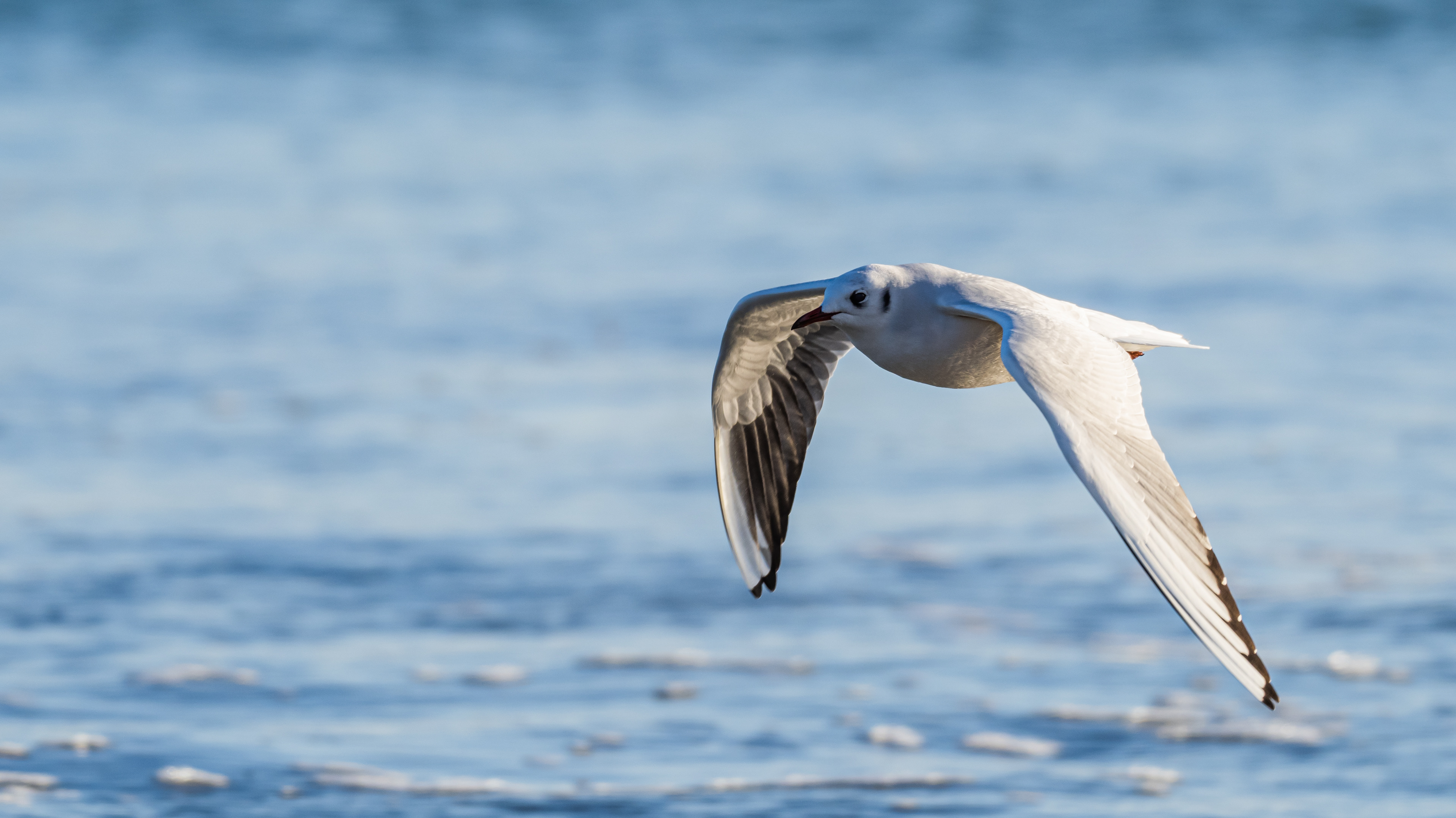 420mm (MC-14) - f/5.6 - 1/800s - ISO 200