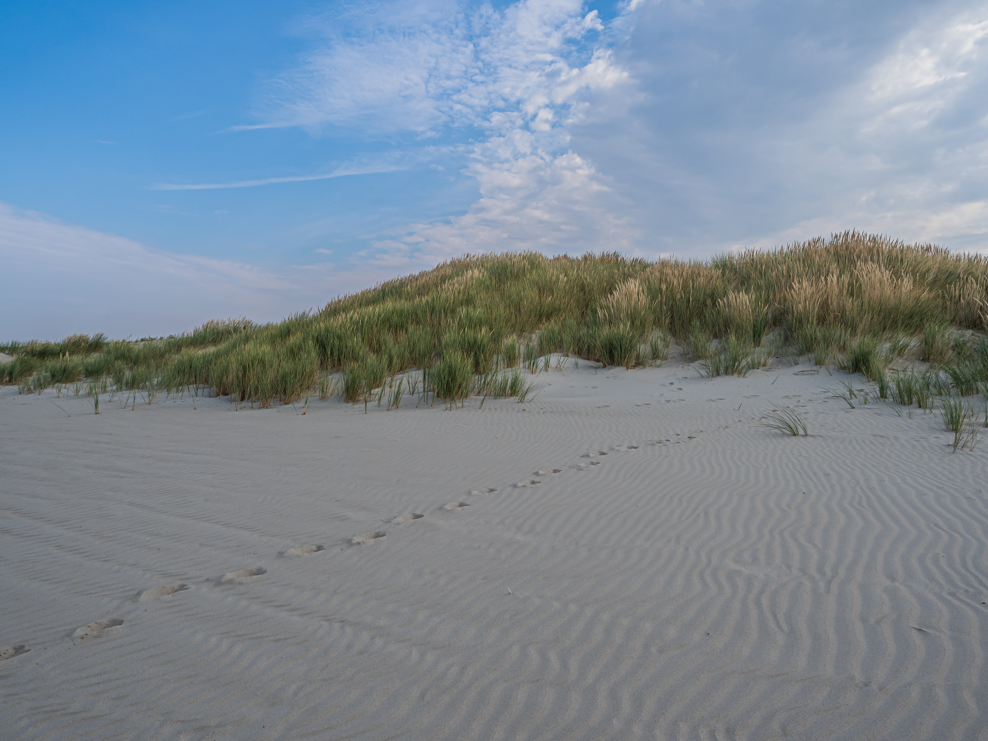 Plage de Marquenterre (80)